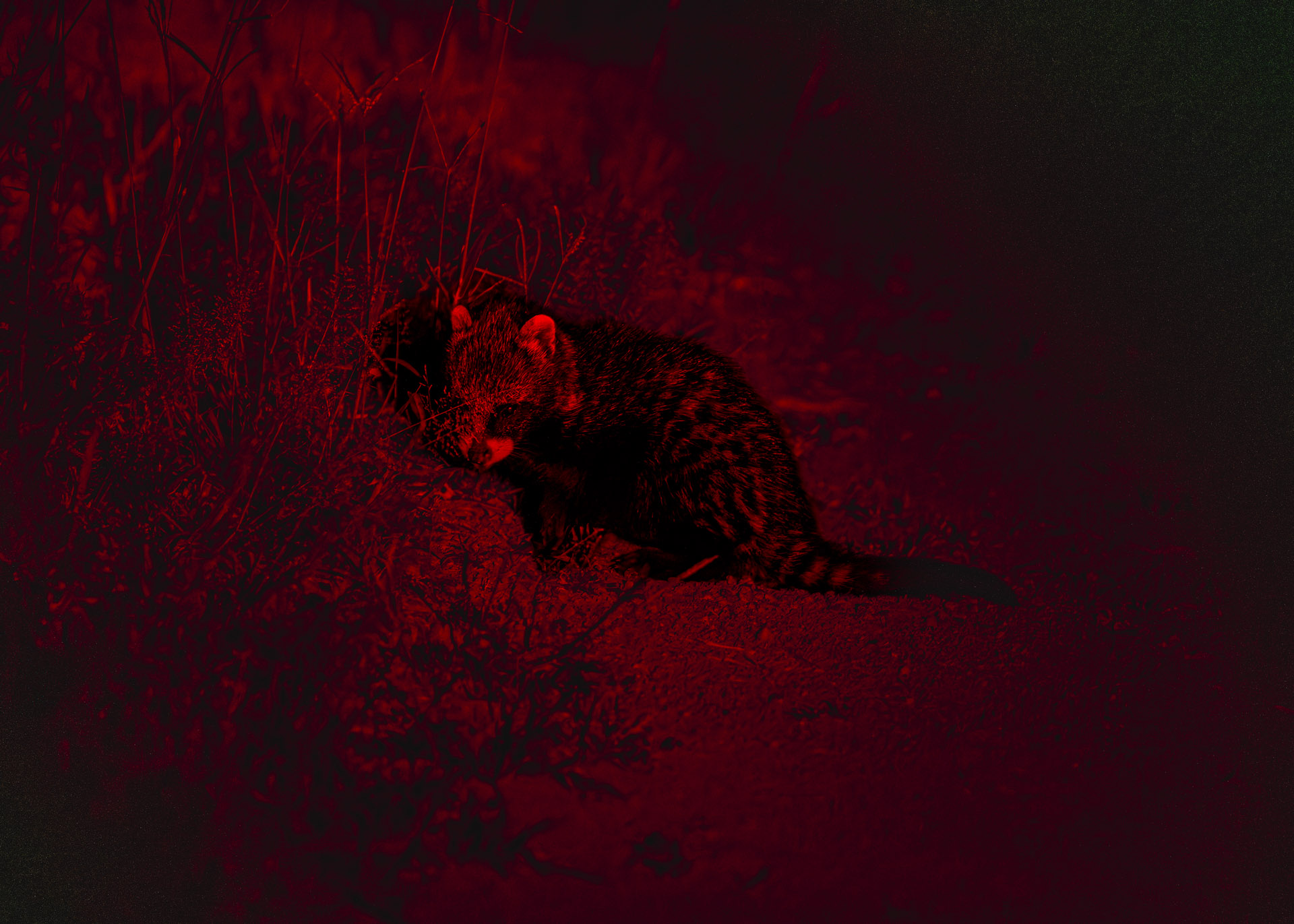 F7.1, 1/250, ISO2500 | Arnold Omondi 