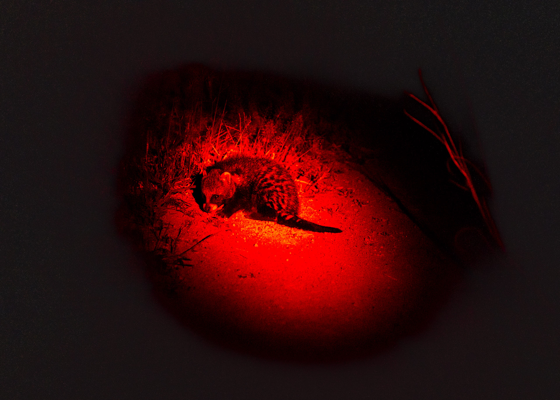 F5.0, 1/250, ISO2500 | Arnold Omondi 