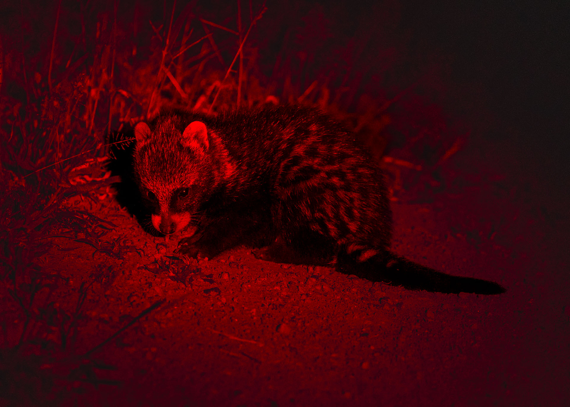 Above: '‘Civet’s good to meet you — out past bedtime