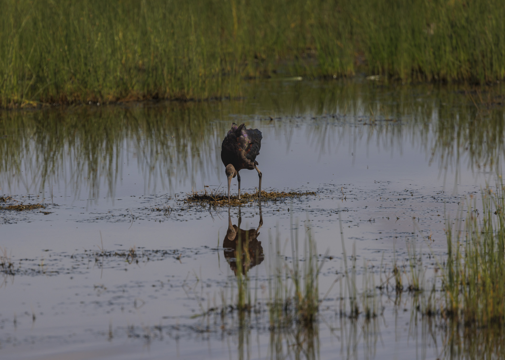 F7.1, 1/1000, ISO100 | Arnold Omondi 