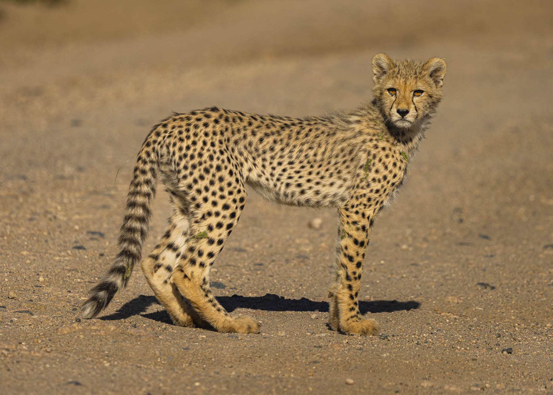F6.3, 1/1000, ISO100 | Arnold Omondi 