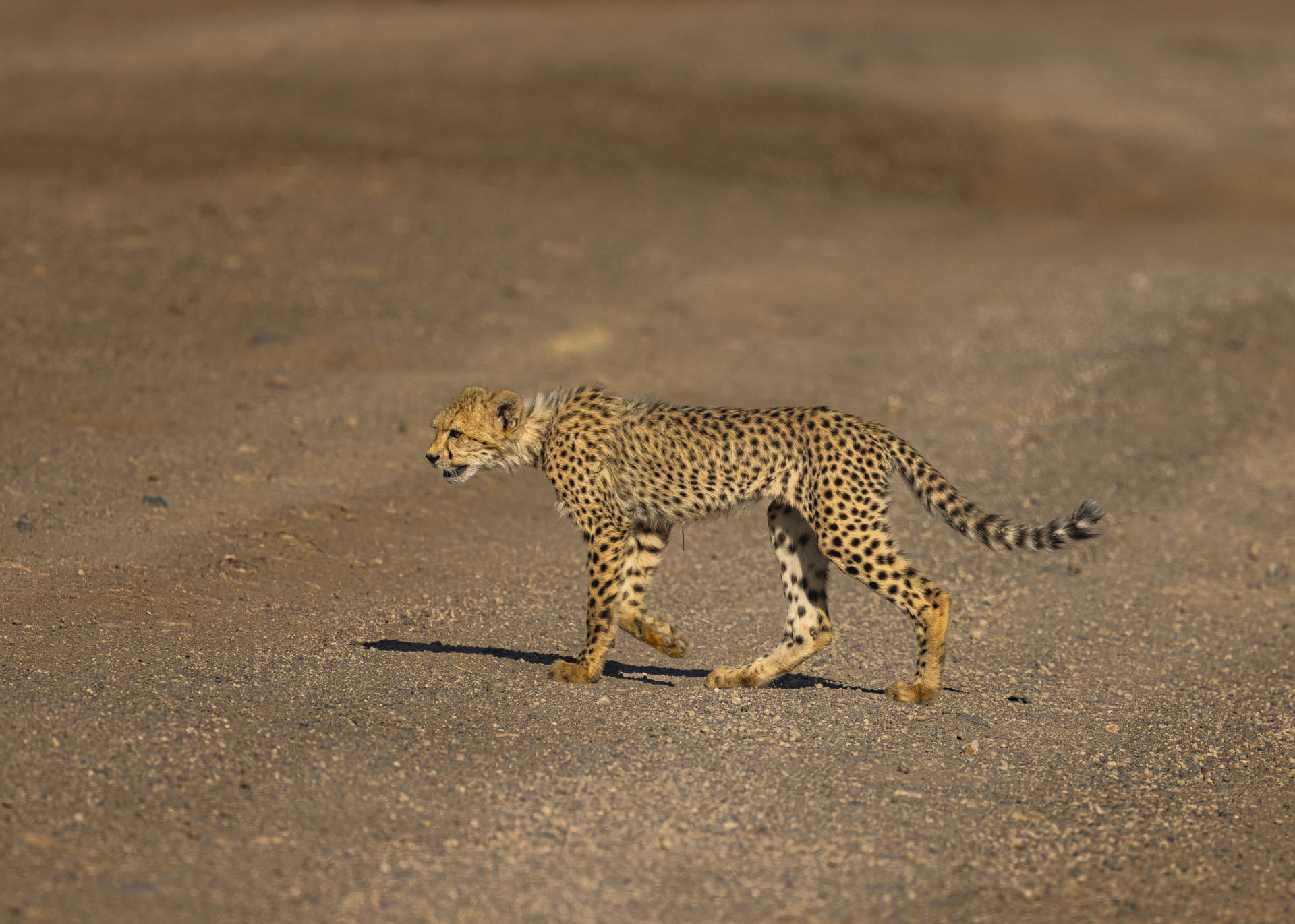 F7.1, 1/1000, ISO100 | Arnold Omondi 