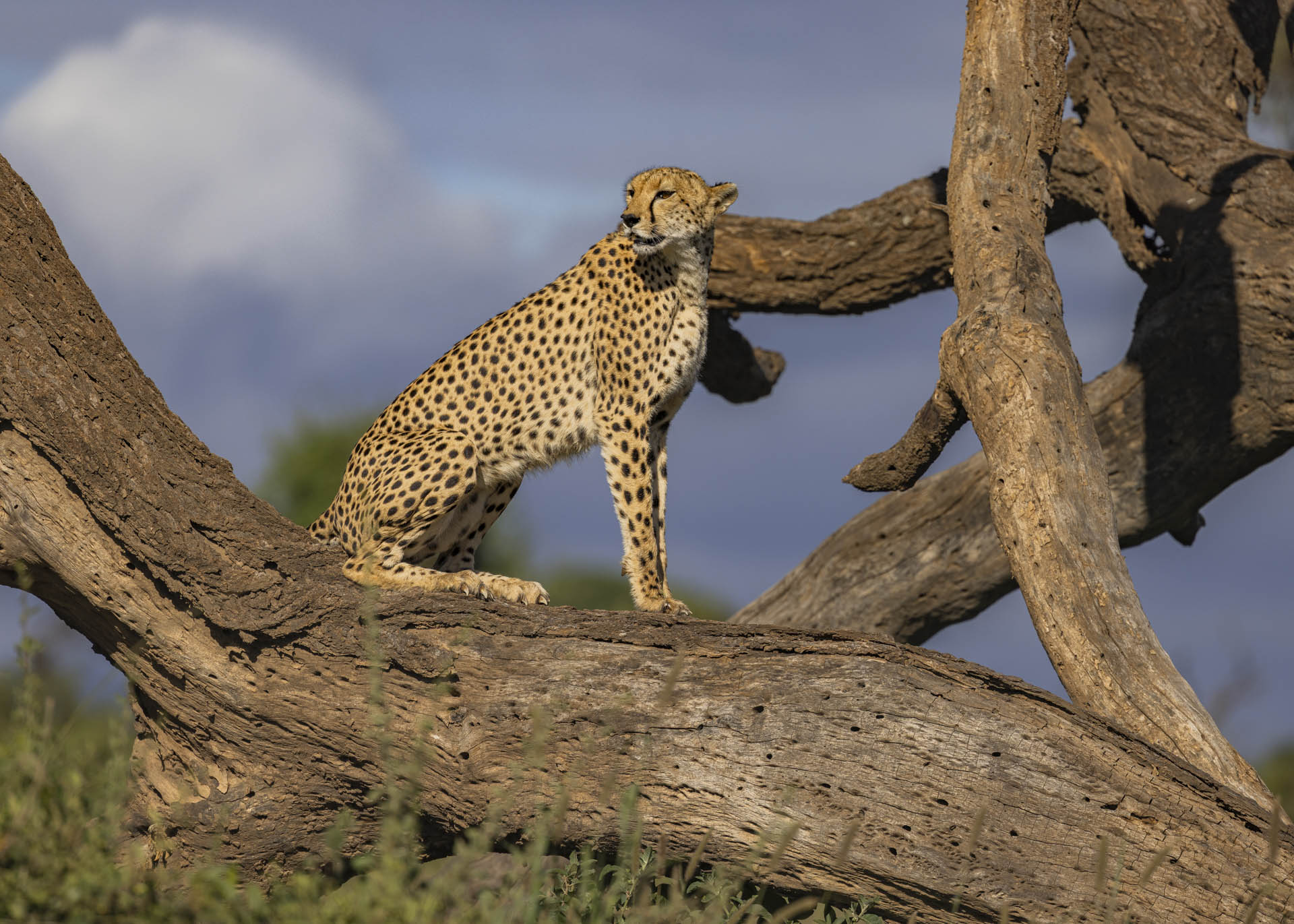 F7.1, 1/1000, ISO100 | Arnold Omondi 