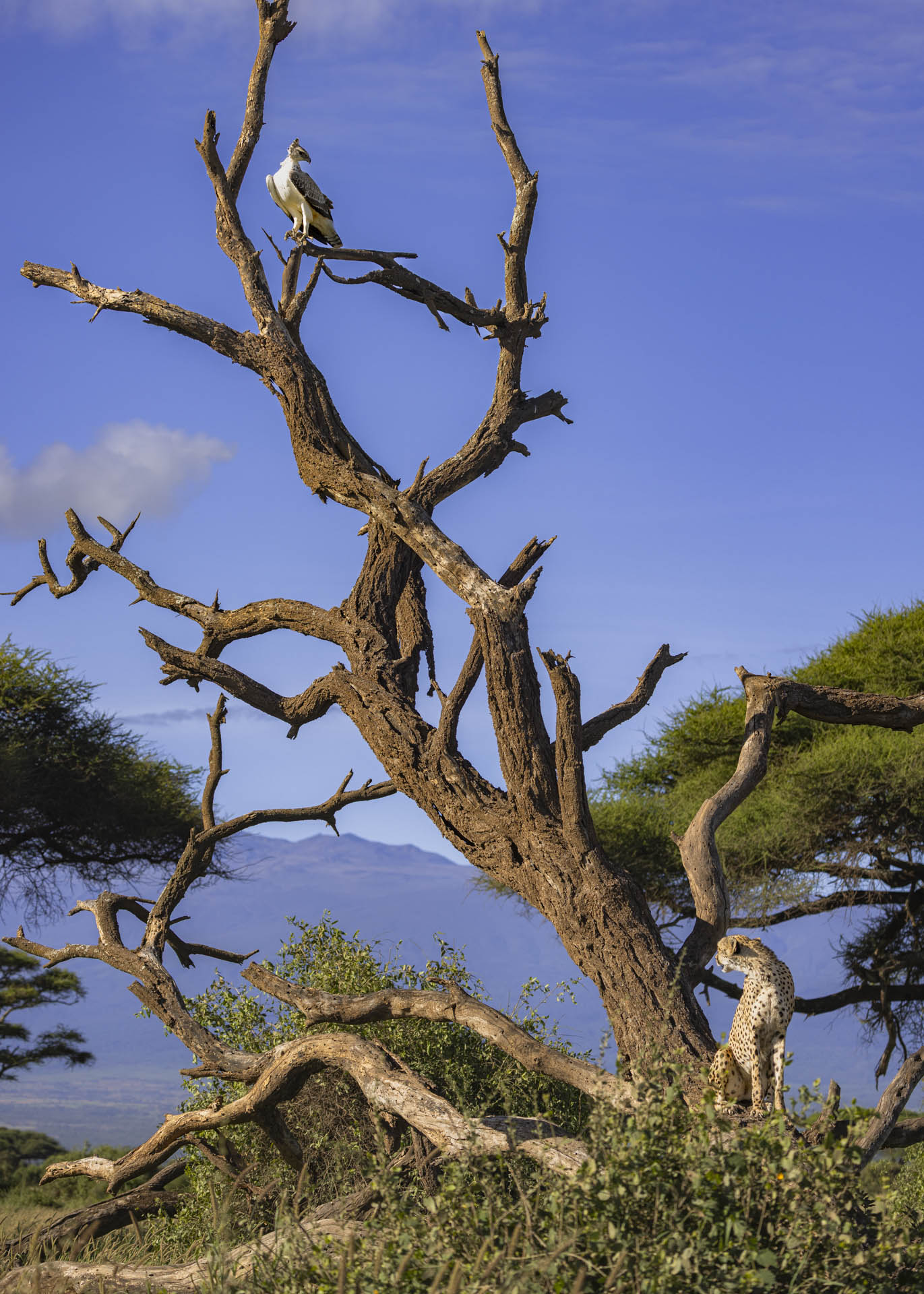F5.0, 1/1000, ISO125 | Arnold Omondi 