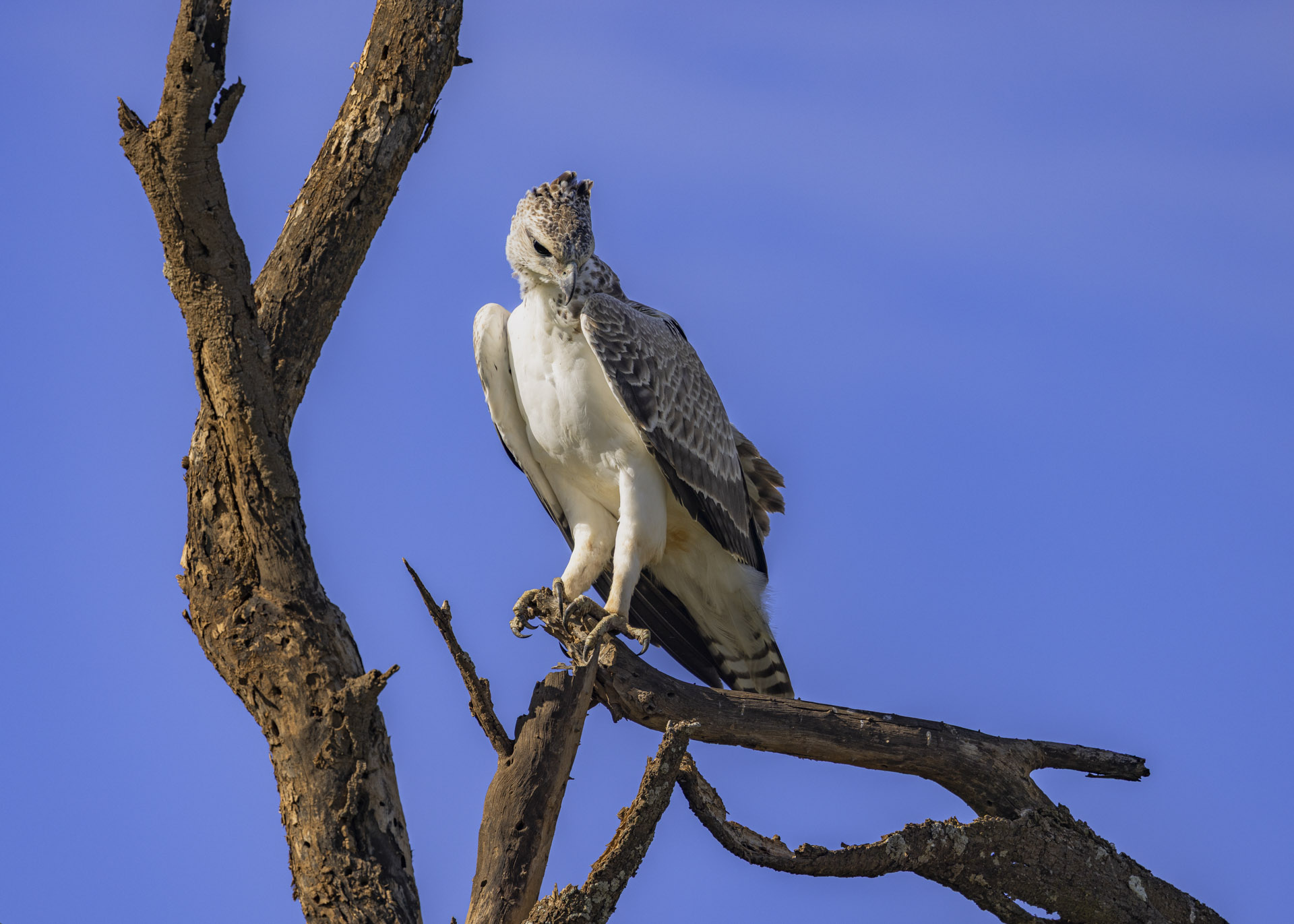 F7.1, 1/1000, ISO125 | Arnold Omondi 
