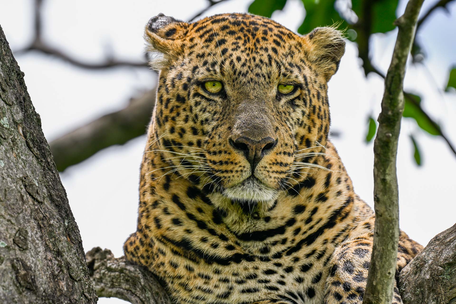 F 8, 1/500, ISO 360 | Guest Ashti Persaud  