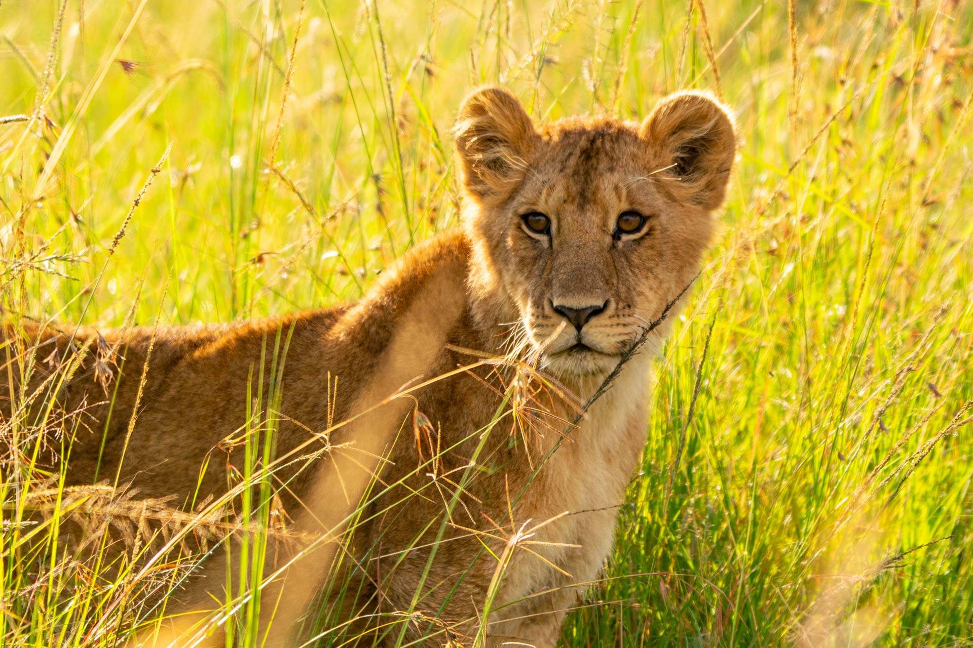 F 6.0, 1/640, ISO 200 | Guide Alfred Shungur 
