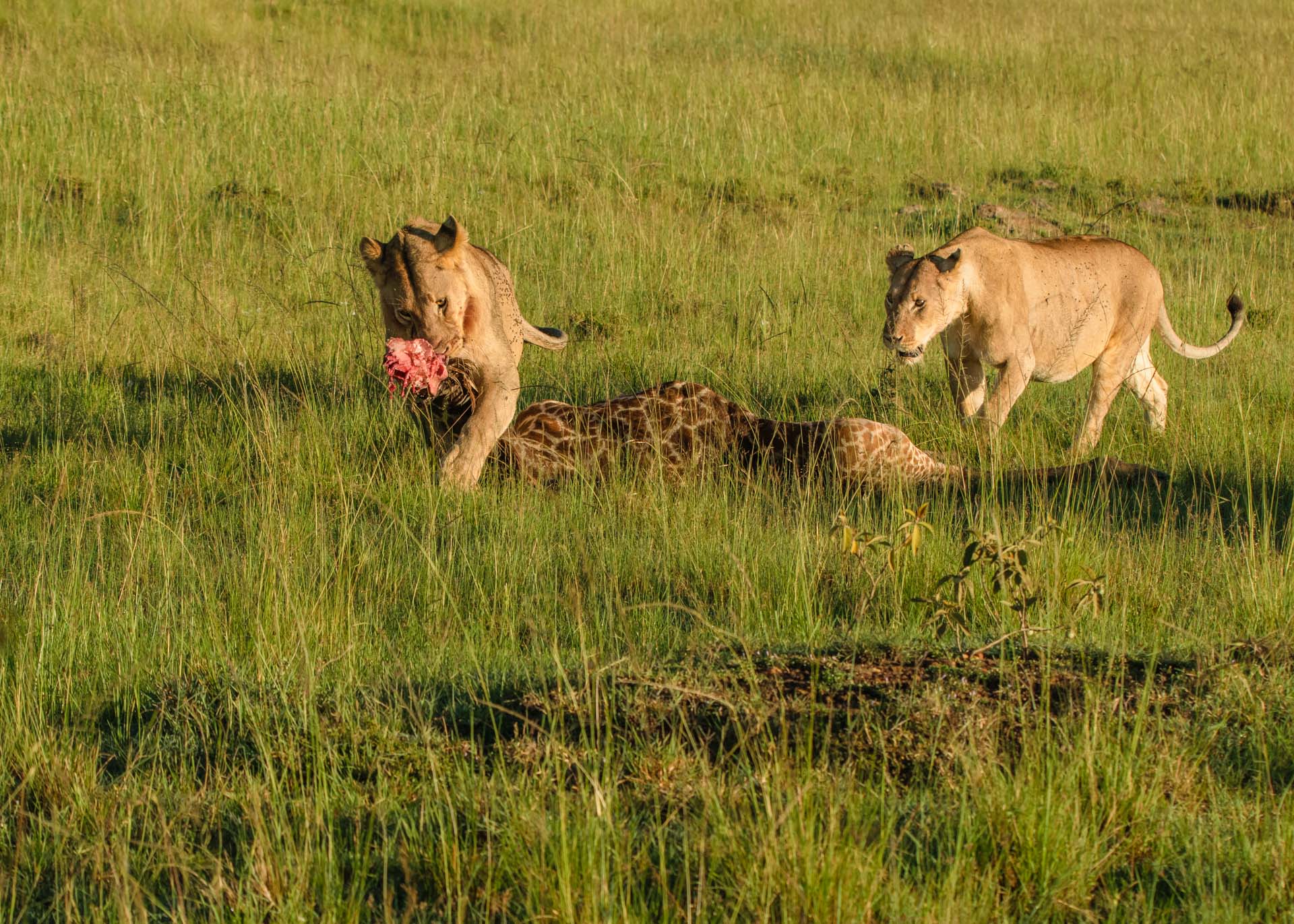 F7.1, 1/800, ISO500 | Guide Alfred Shungur