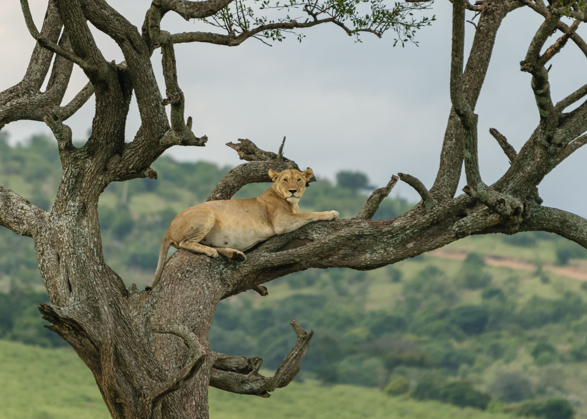 F6.3, 1/640, ISO640 | Guide Alfred Shungur