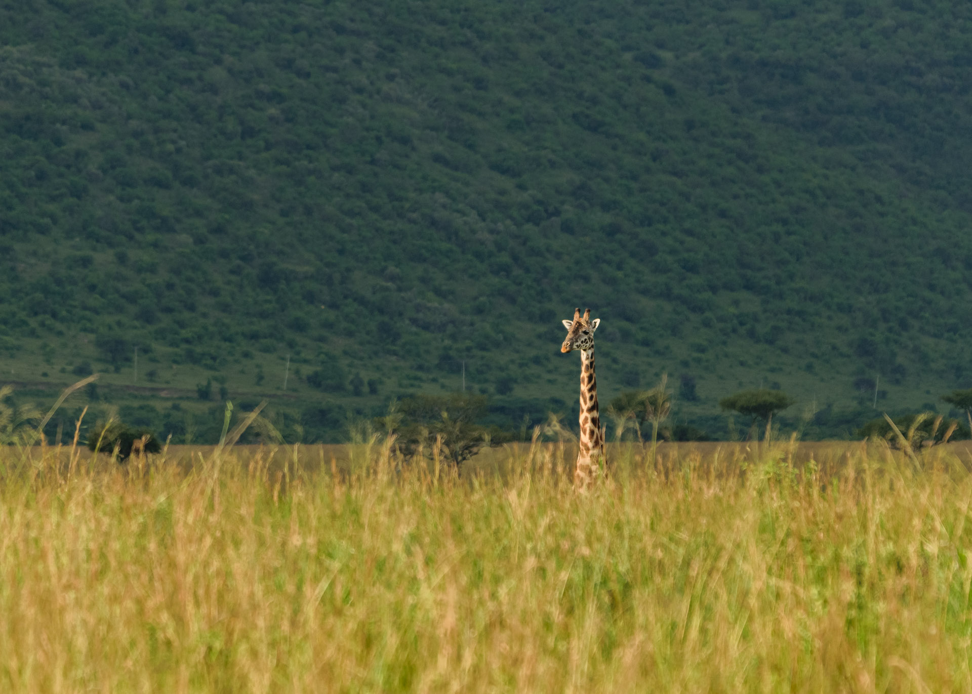 F7.1, 1/800, ISO500 | Guide Alfred Shungur