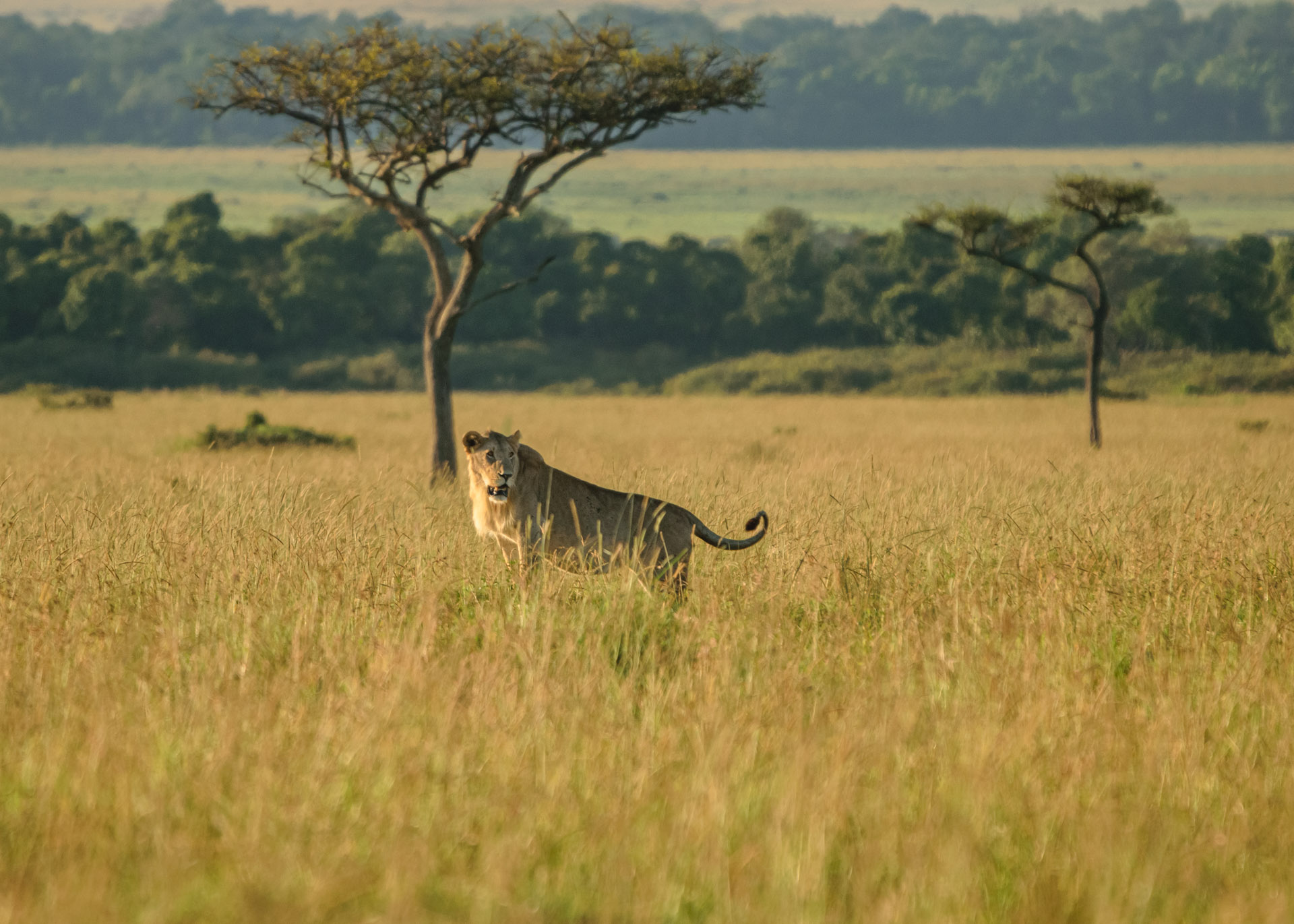 F6.0, 1/800, ISO500 | Guide Alfred Shungur