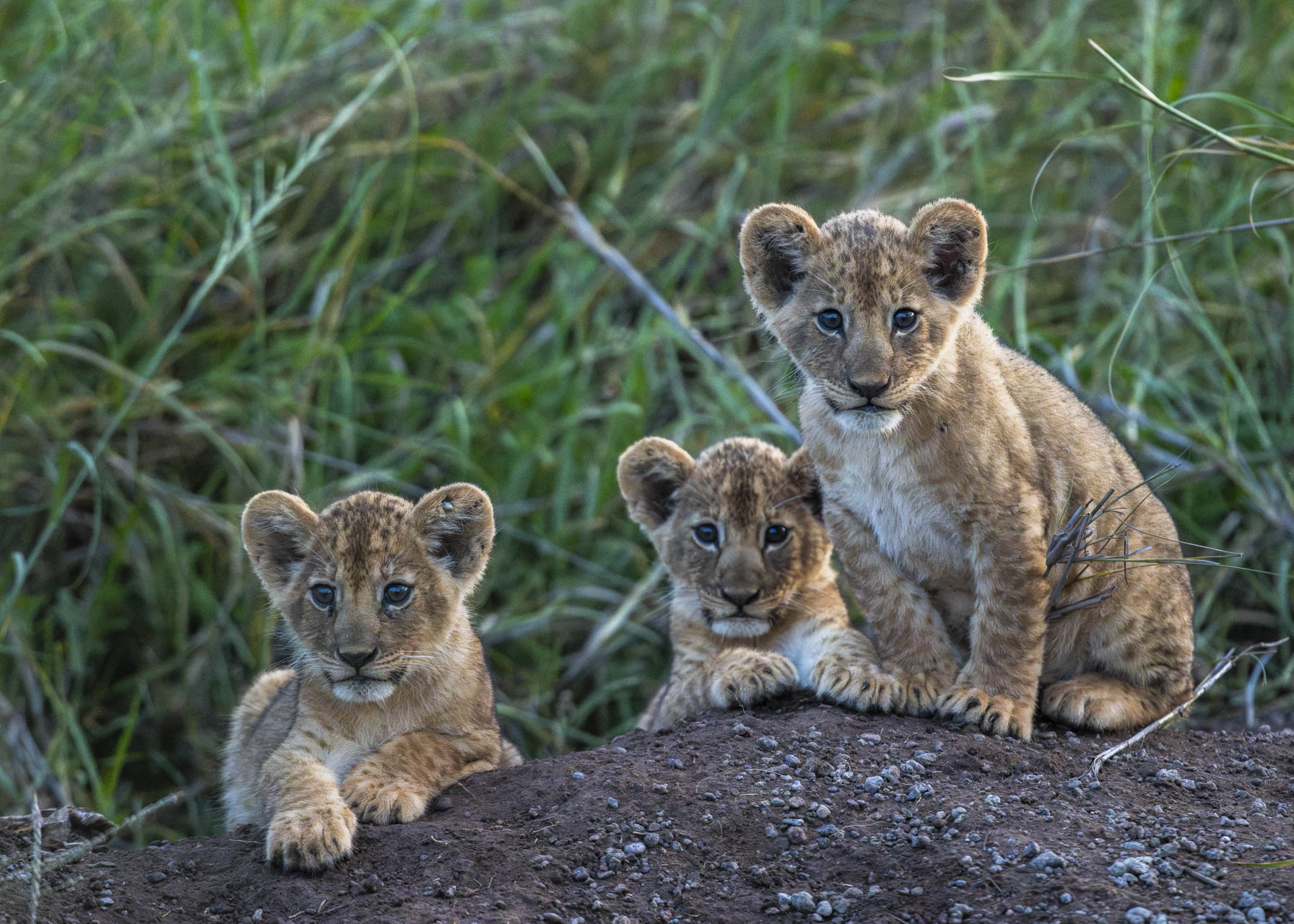 F5.6, 1/60, ISO10000 | Guide Jeremy Macharia 