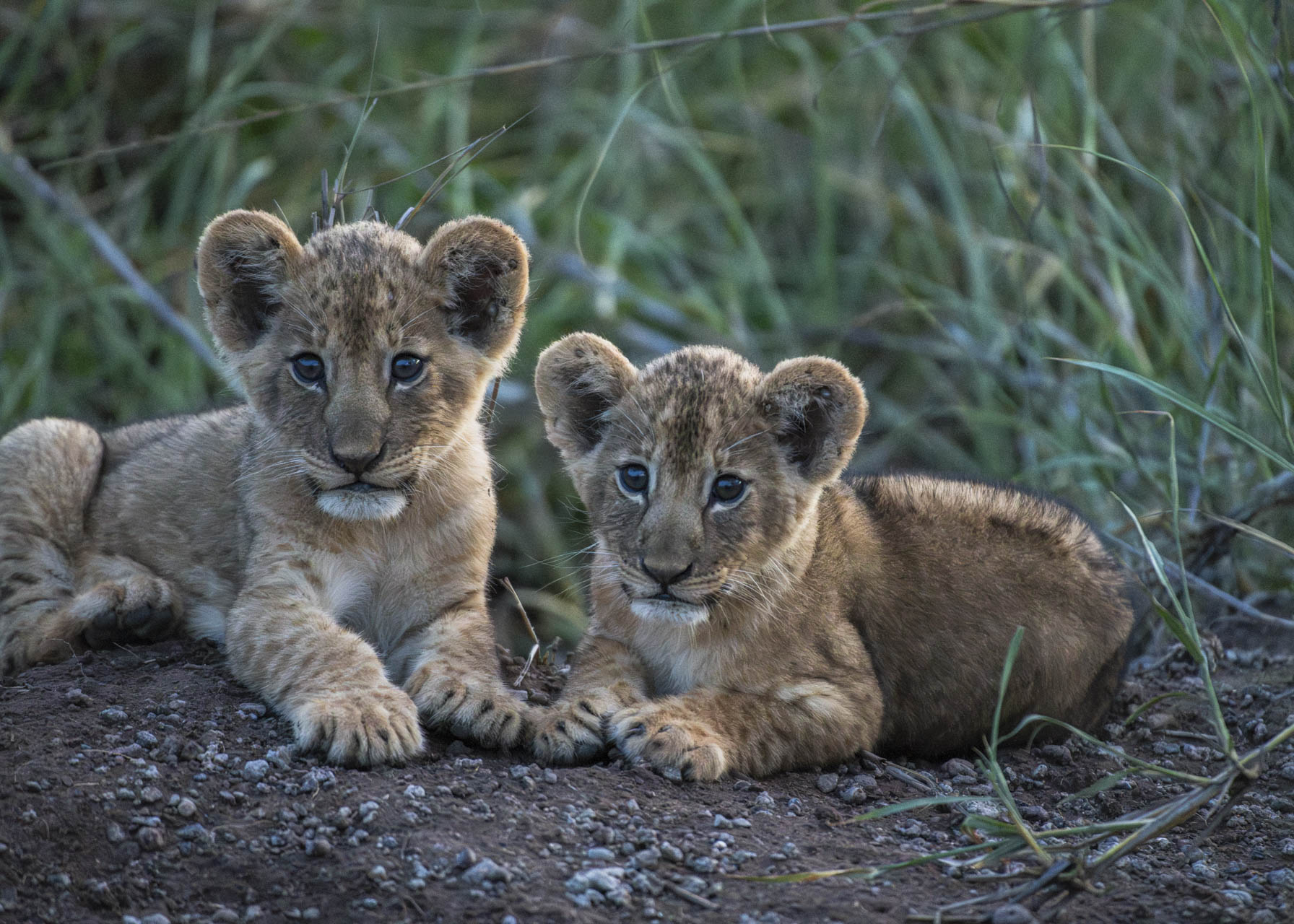 F5.6, 1/60, ISO10000 | Guide Jeremy Macharia 