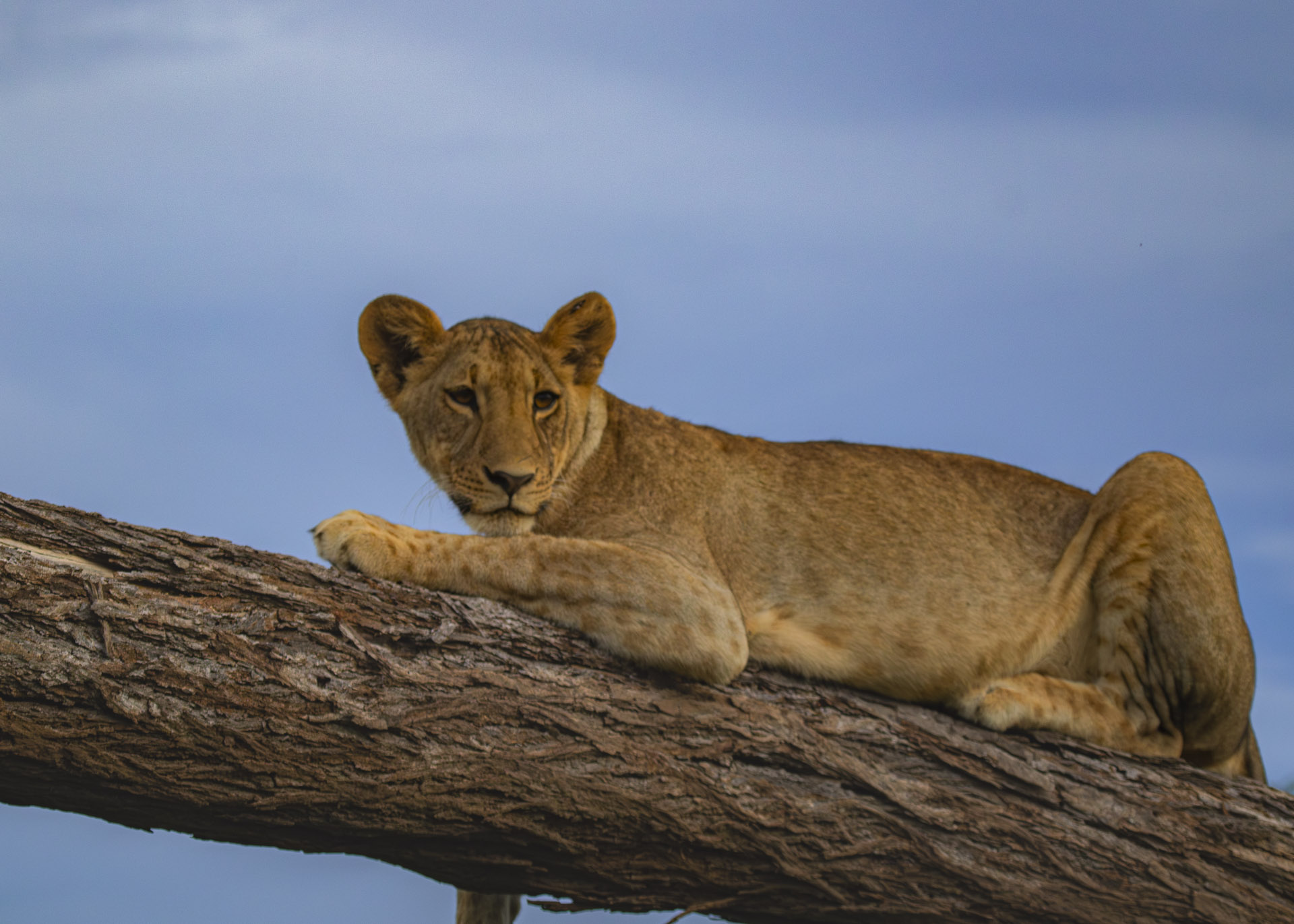 F5.0, 1/800, ISO1000 | Guide Johnson Salash 