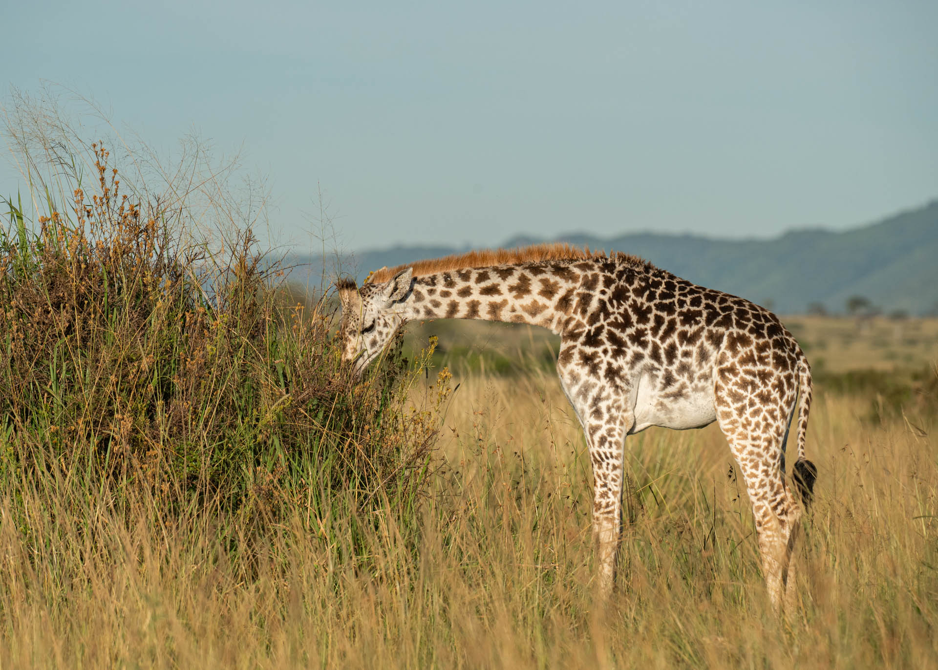 F7.1, 1/3200, ISO400 | Marvin Mwarangu 