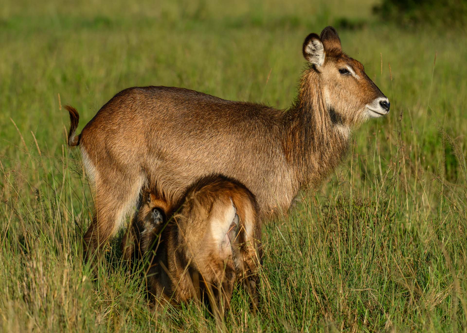 F7.1, 1/3200, ISO400 | Marvin Mwarangu 