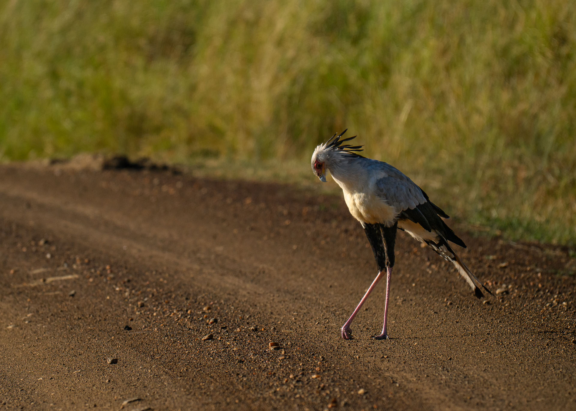 F7.1, 1/3200, ISO400 | Marvin Mwarangu 