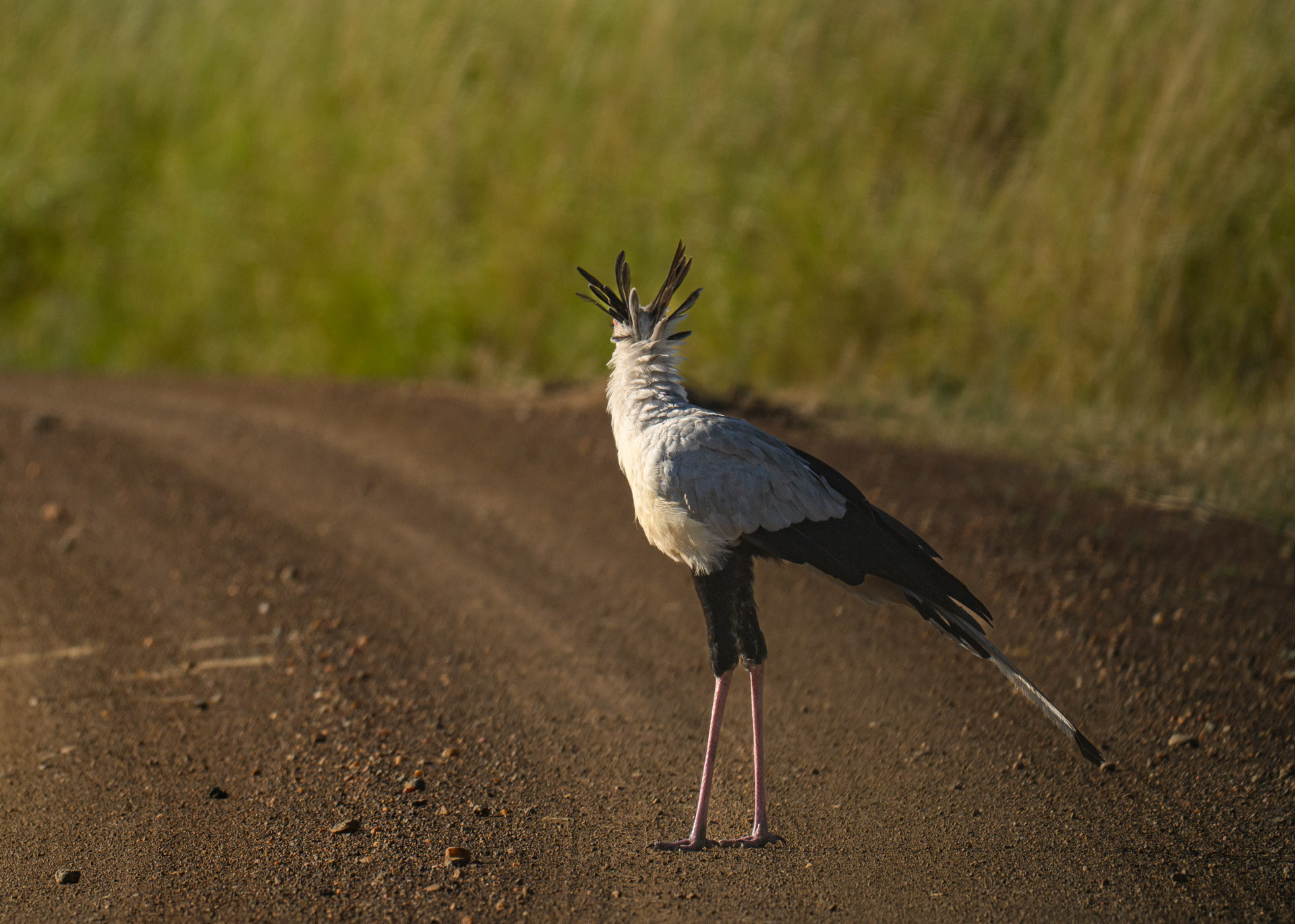 F7.1, 1/3200, ISO400 | Marvin Mwarangu 