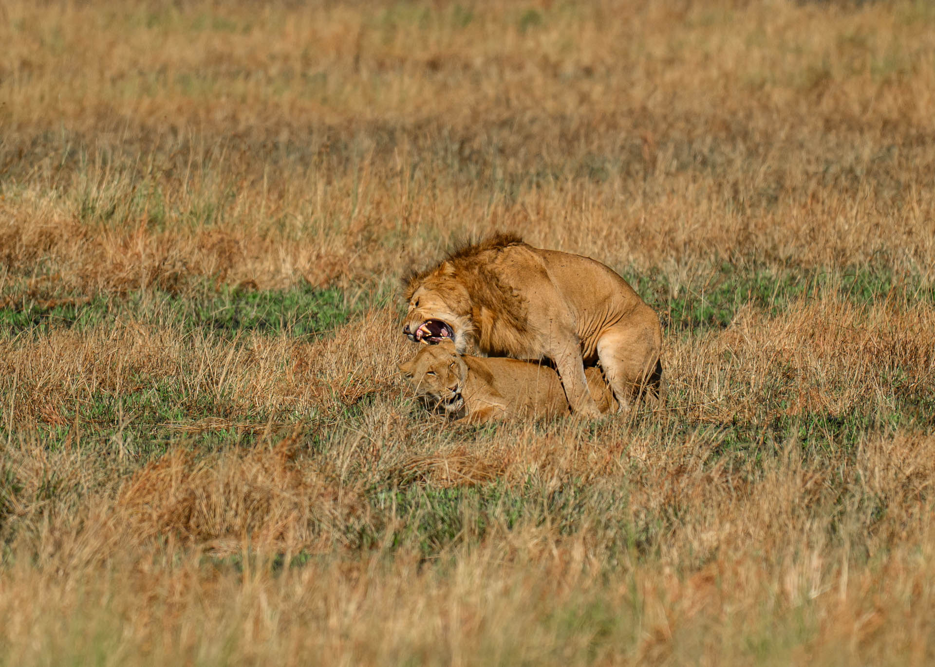 F7.1, 1/3200, ISO400 | Marvin Mwarangu 