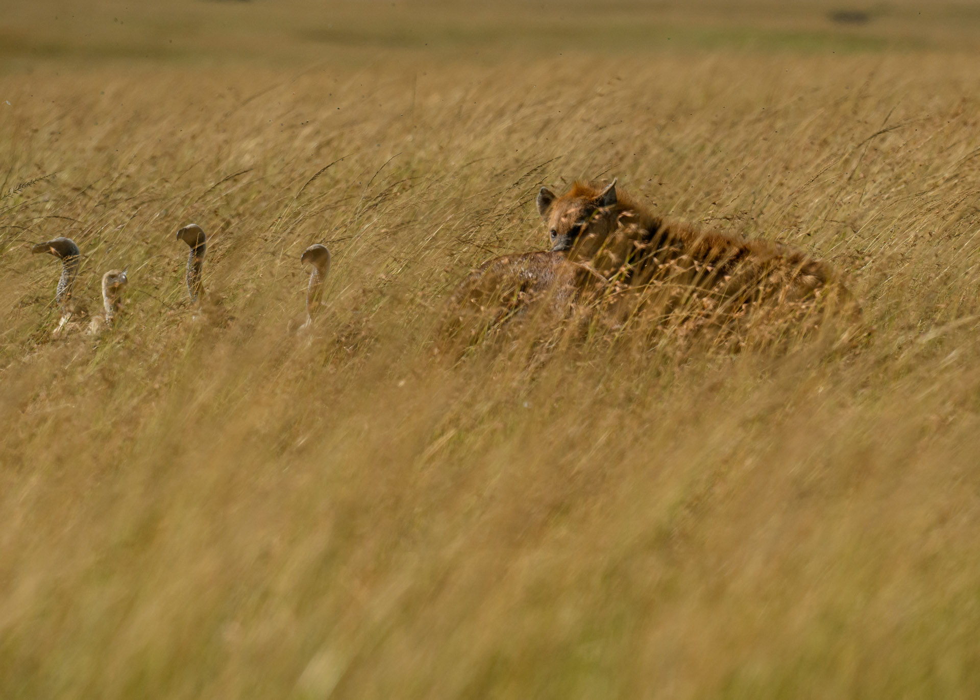 F7.1, 1/4000, ISO400 | Marvin Mwarangu 