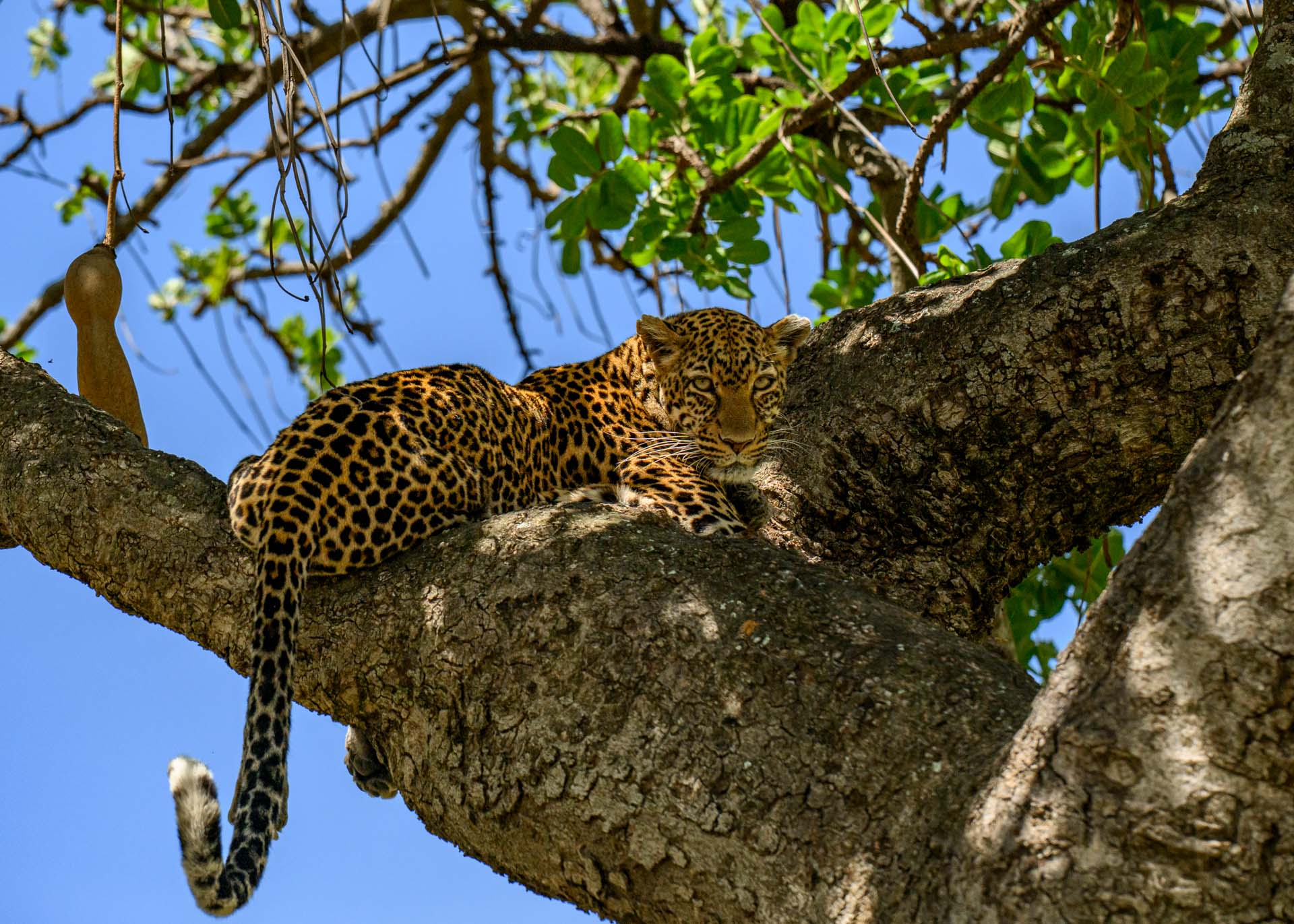 F7.1, 1/3200, ISO500 | Marvin Mwarangu 