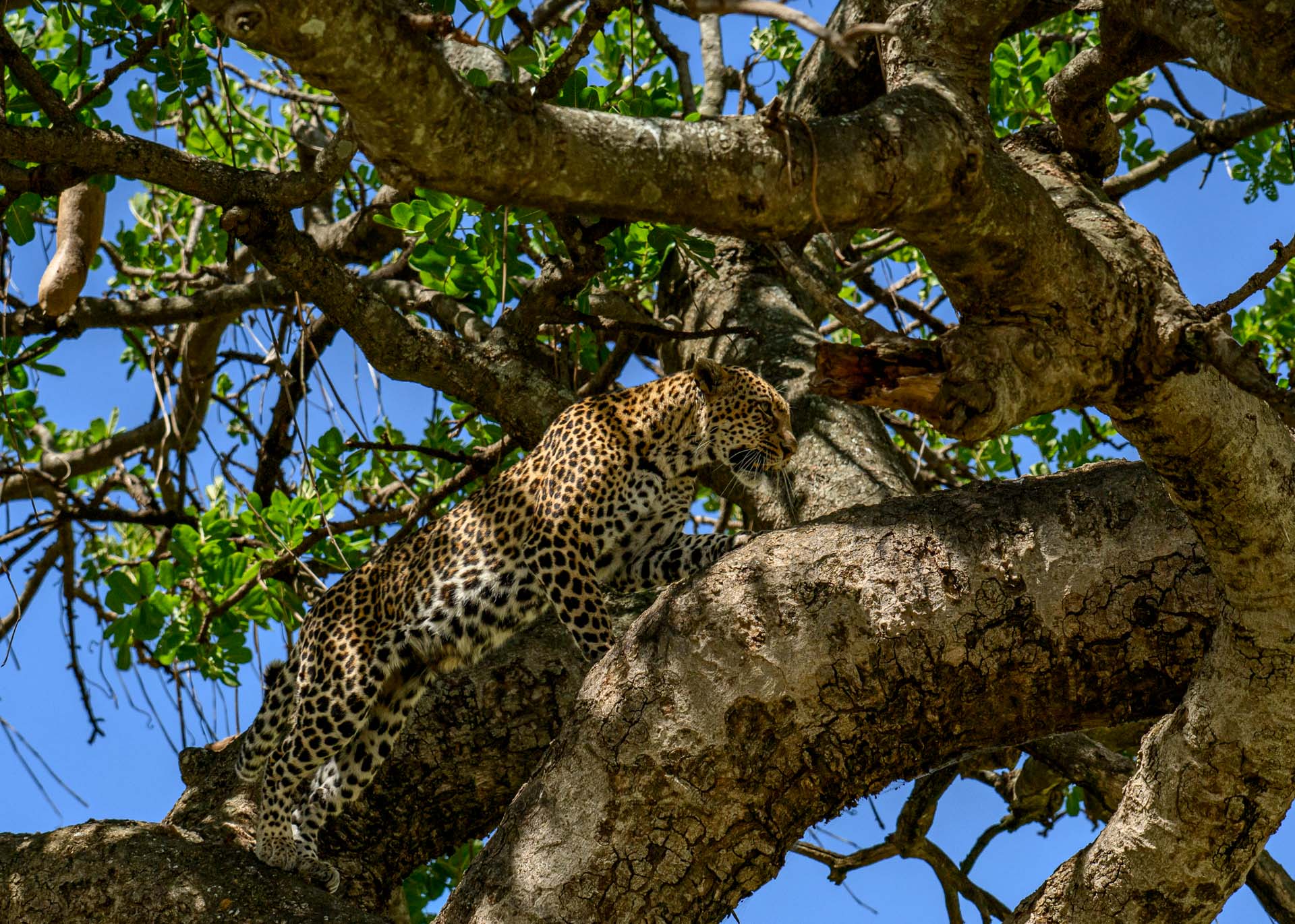 F7.1, 1/3200, ISO500 | Marvin Mwarangu 