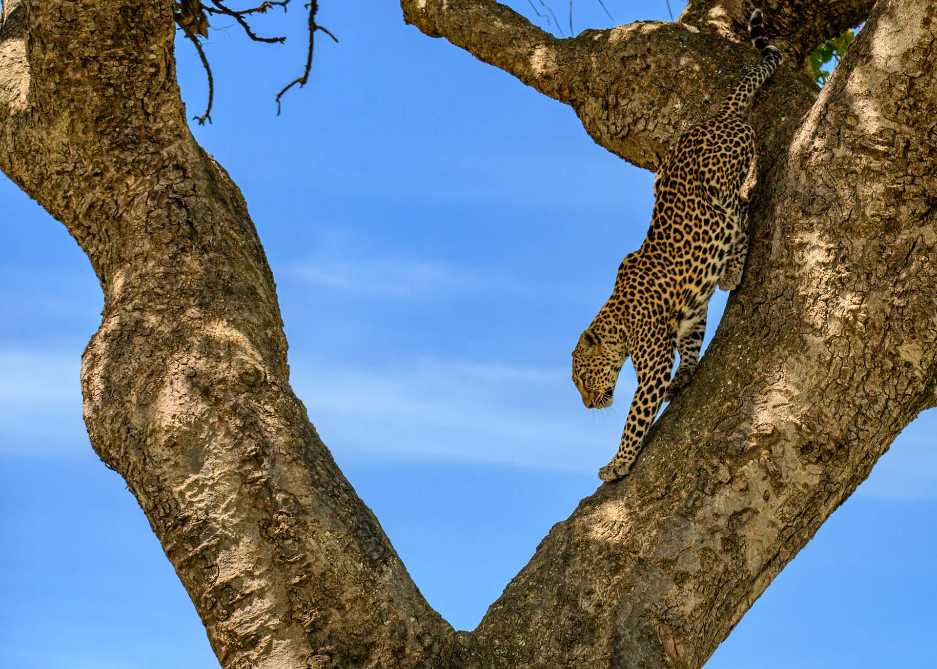 F7.1, 1/3200, ISO500 | Marvin Mwarangu 