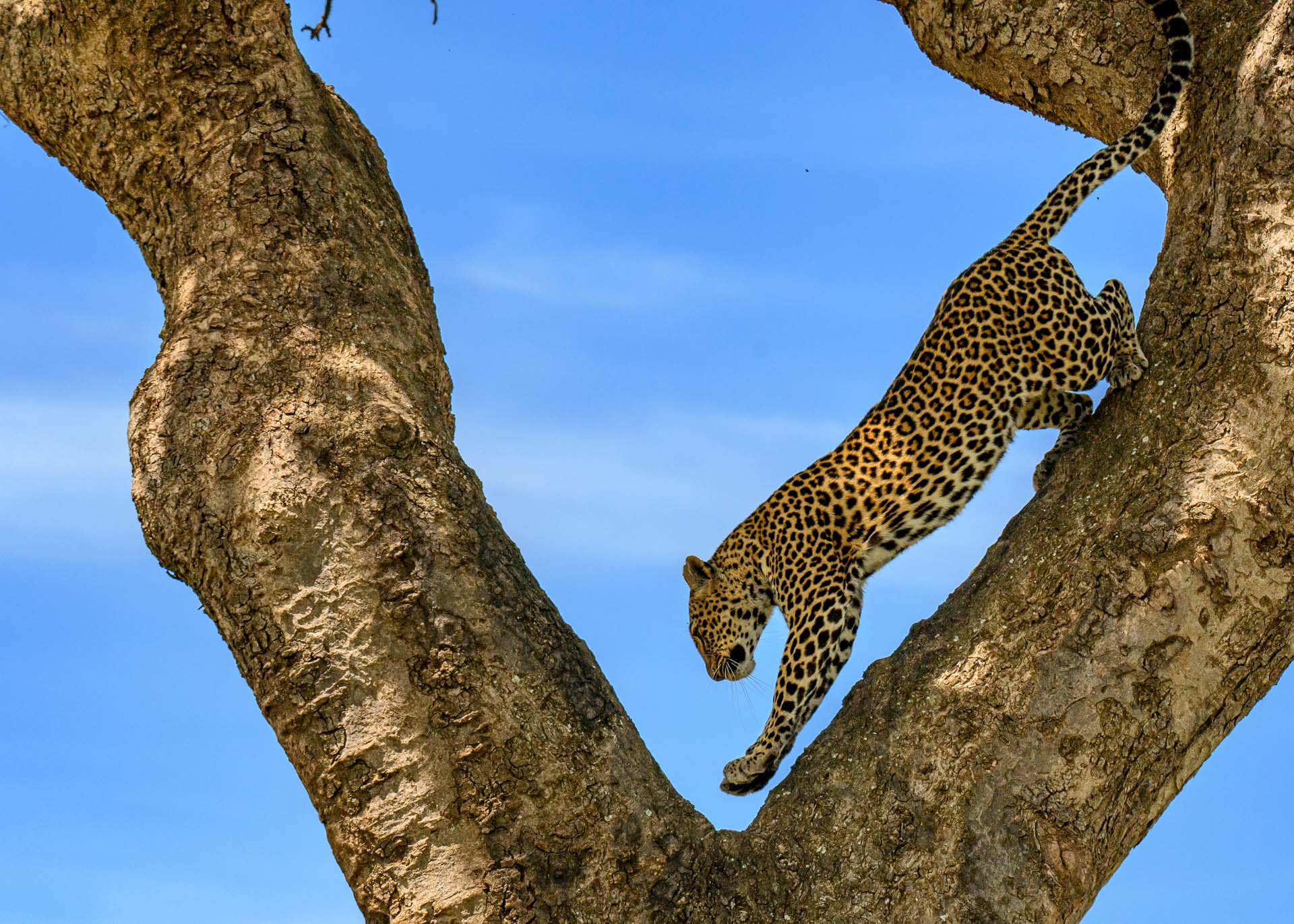 F7.1, 1/3200, ISO500 | Marvin Mwarangu 