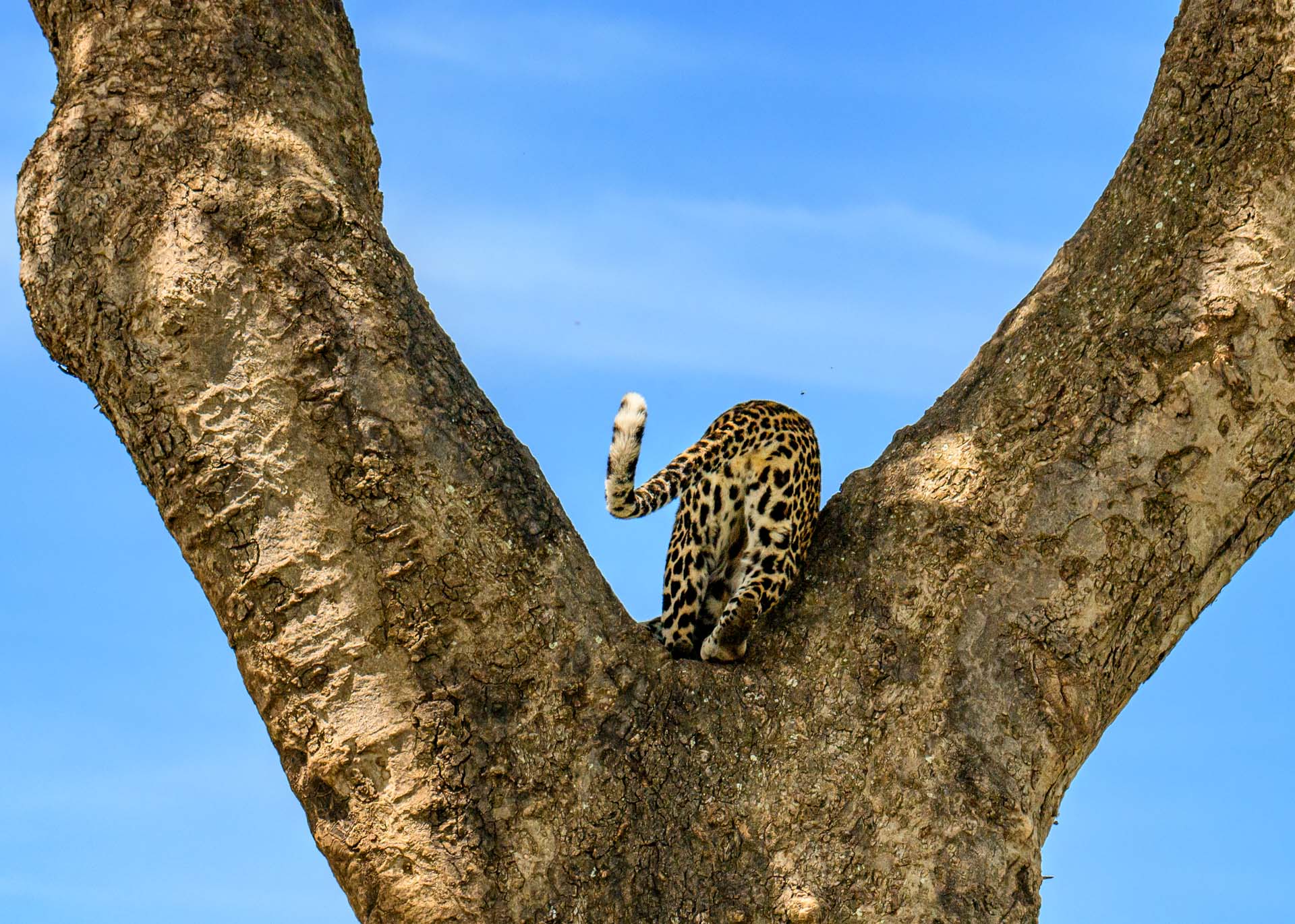 F7.1, 1/3200, ISO500 | Marvin Mwarangu 