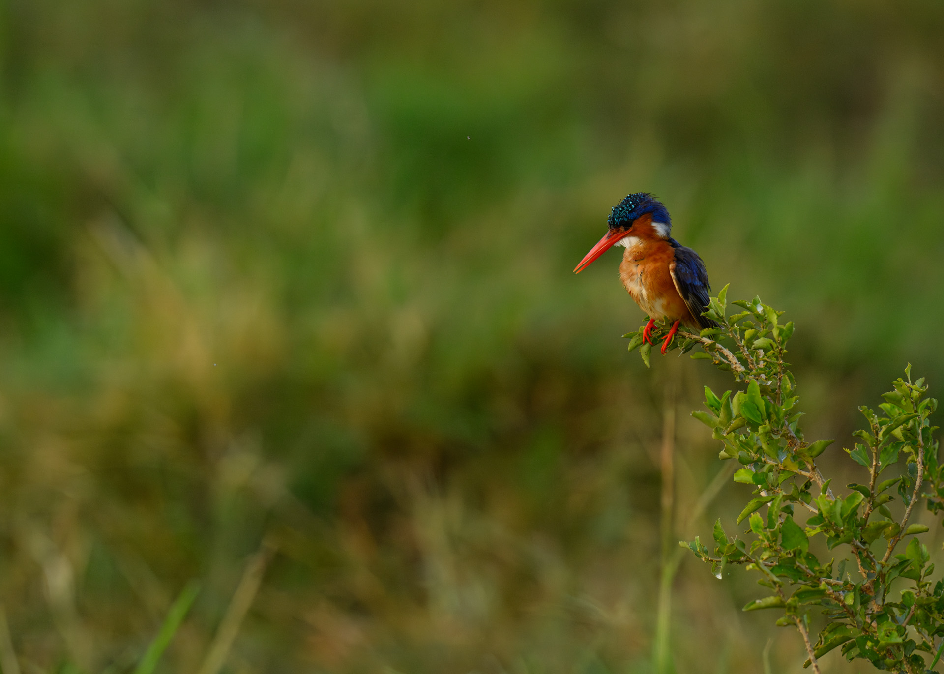 F8.0, 1/1250, ISO640 | Marvin Mwarangu 