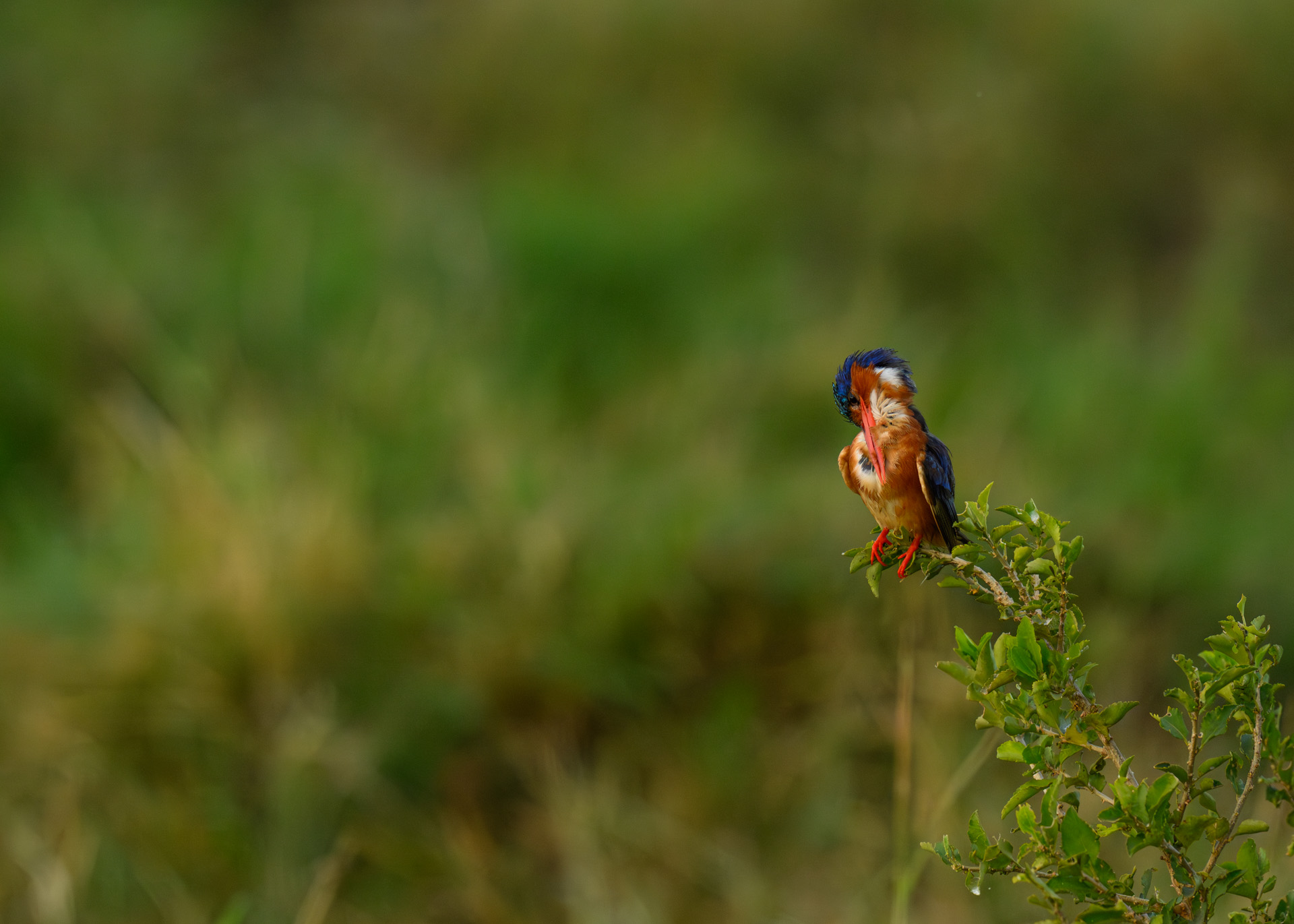F8.0, 1/1250, ISO640 | Marvin Mwarangu 