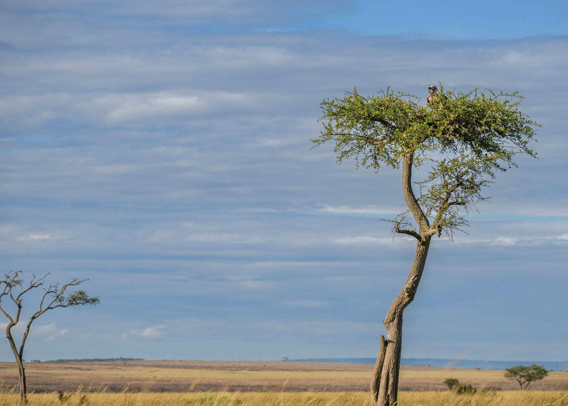 F6.3, 1/3200, ISO640 | Marvin Mwarangu 