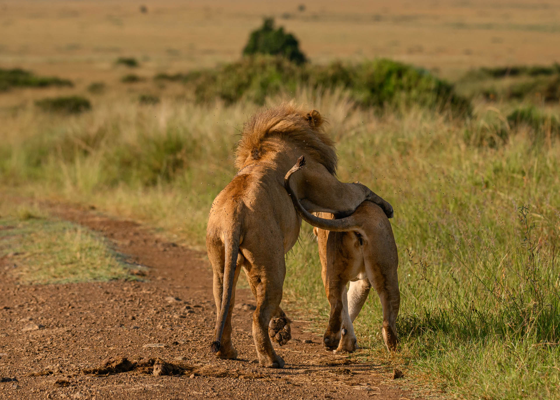 F6.3, 1/3200, ISO640 | Marvin Mwarangu 