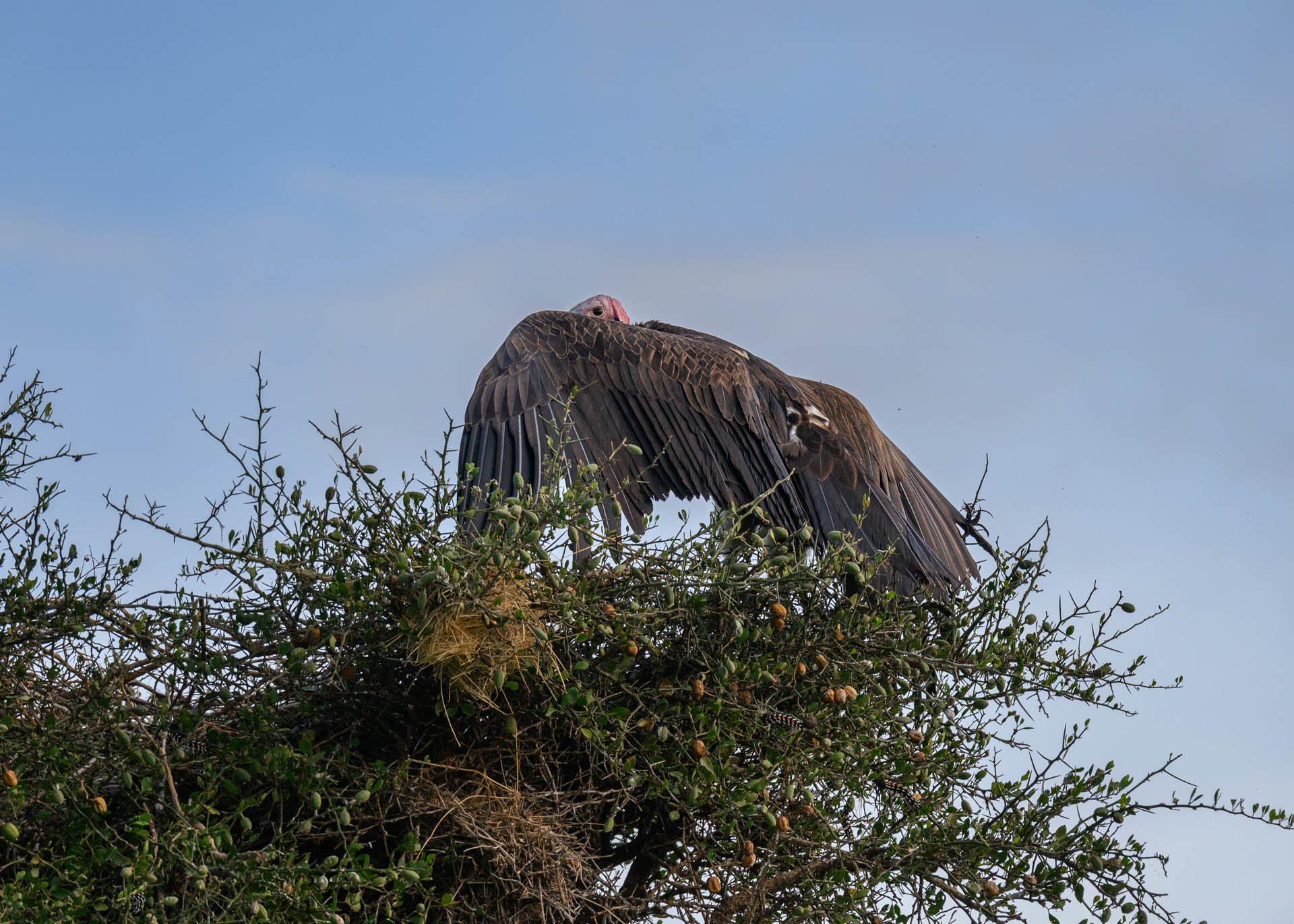 F6.3, 1/3200, ISO640 | Marvin Mwarangu 