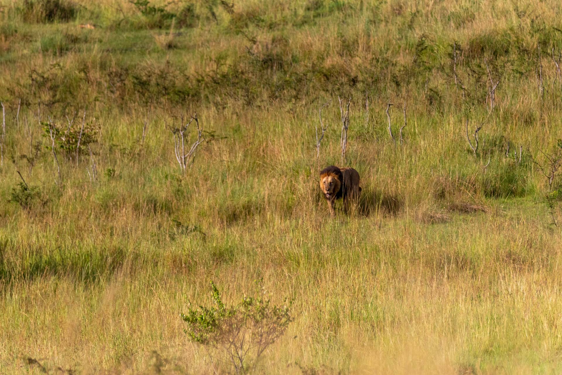 F 6.3, 1/3200, ISO 1000 | Guide Wilson Naitoi 