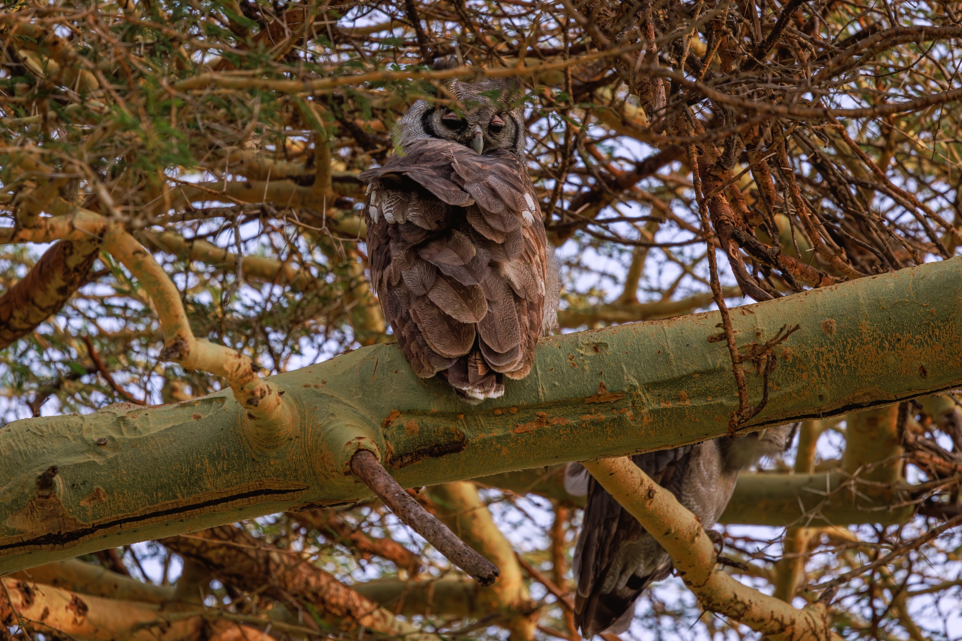 Africa's largest owl. Entirely unimpressed by the attention