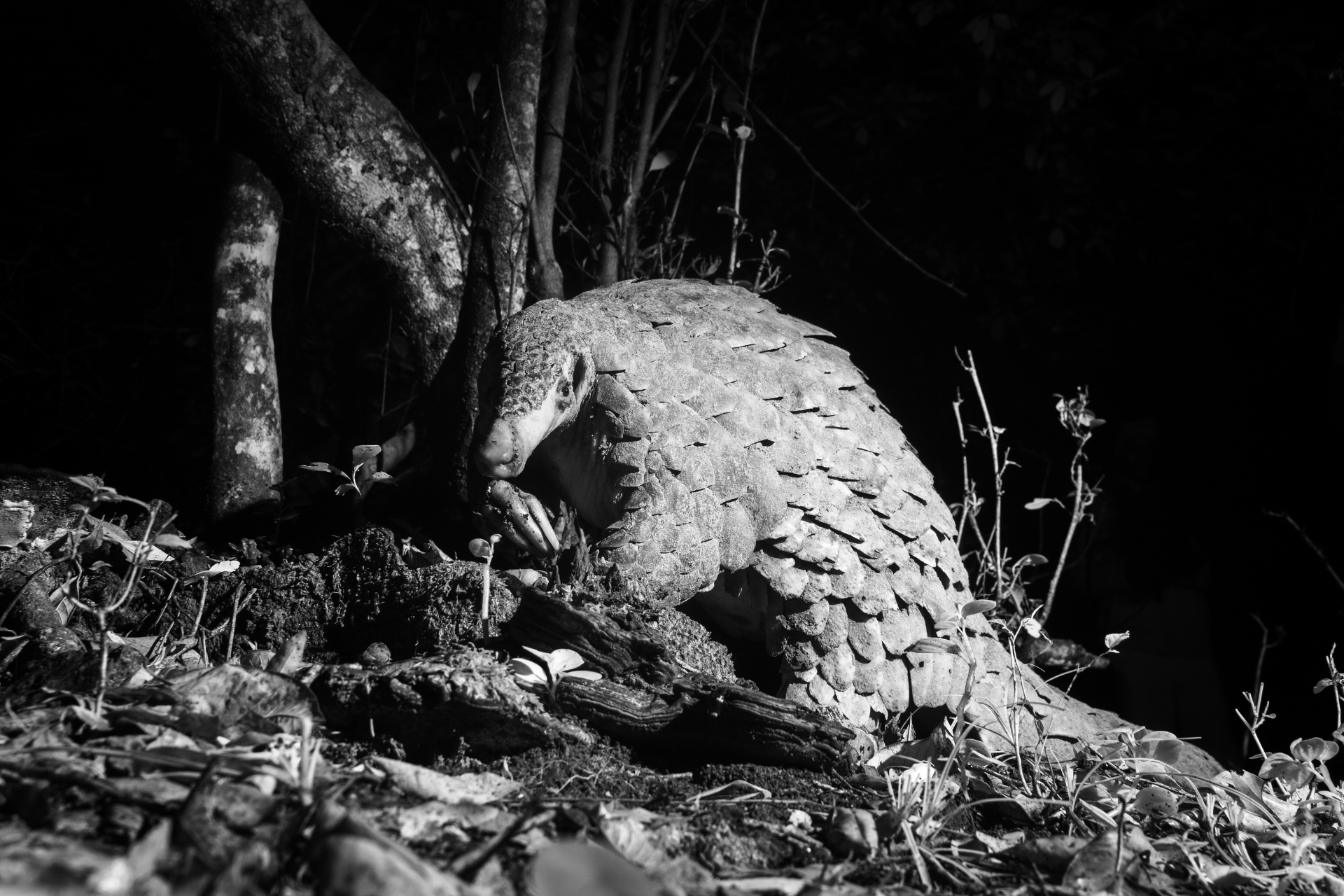 Above: Pangolins have been roaming for millions of years 