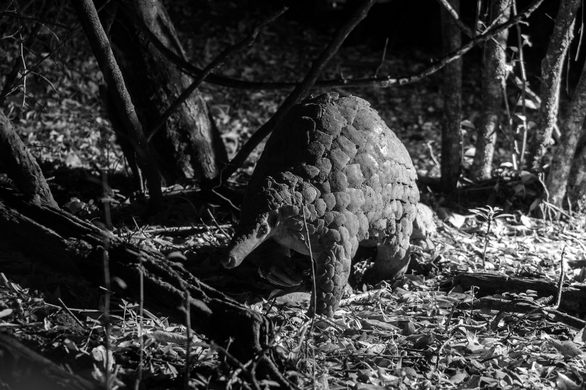 The giant pangolins living in here are among the rarest mammals in Kenya