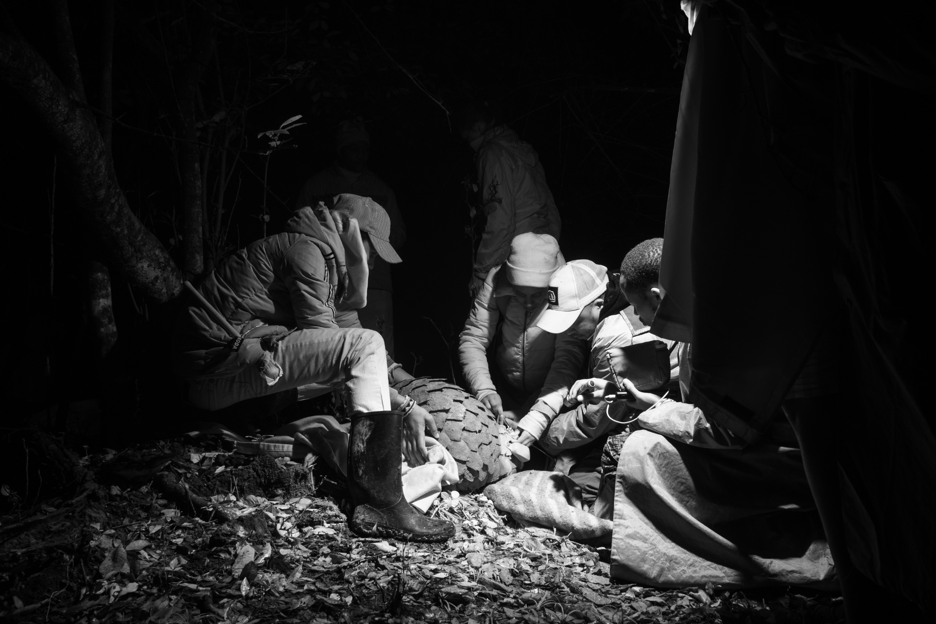 Not just a photographic challenge but a race to document a species surviving on the edge