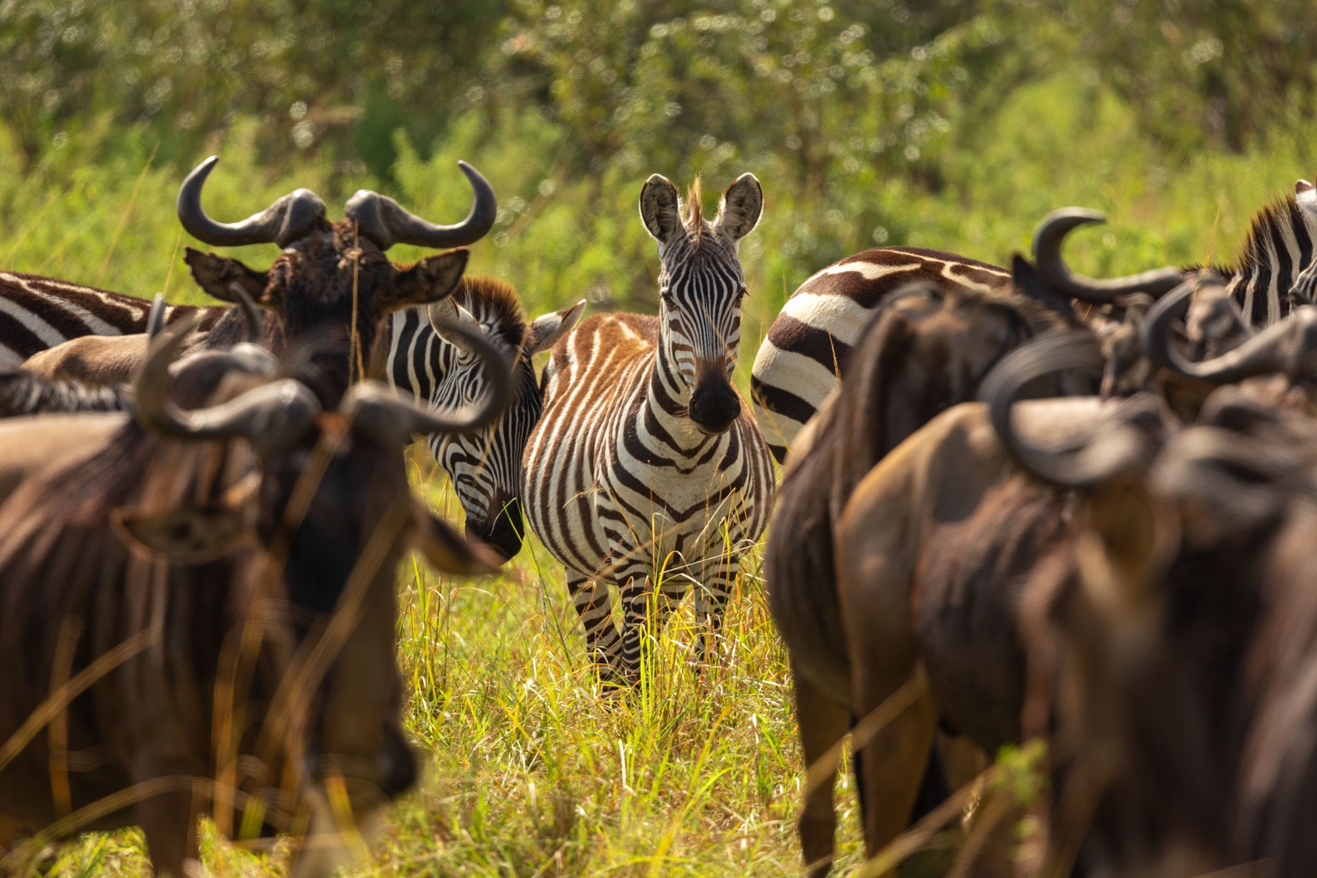 Zebras and wildebeest migrate together, combining predator awareness, navigation, and complementary grazing habits
