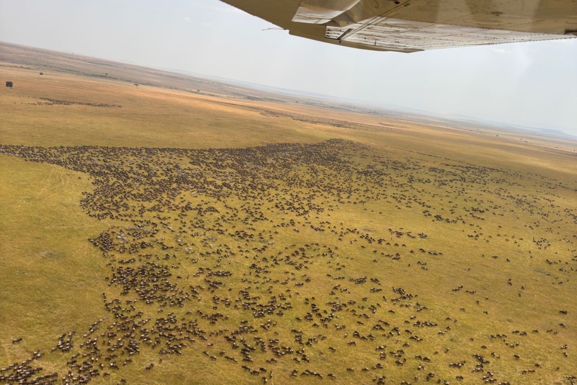 Above: The scatterlings of Africa