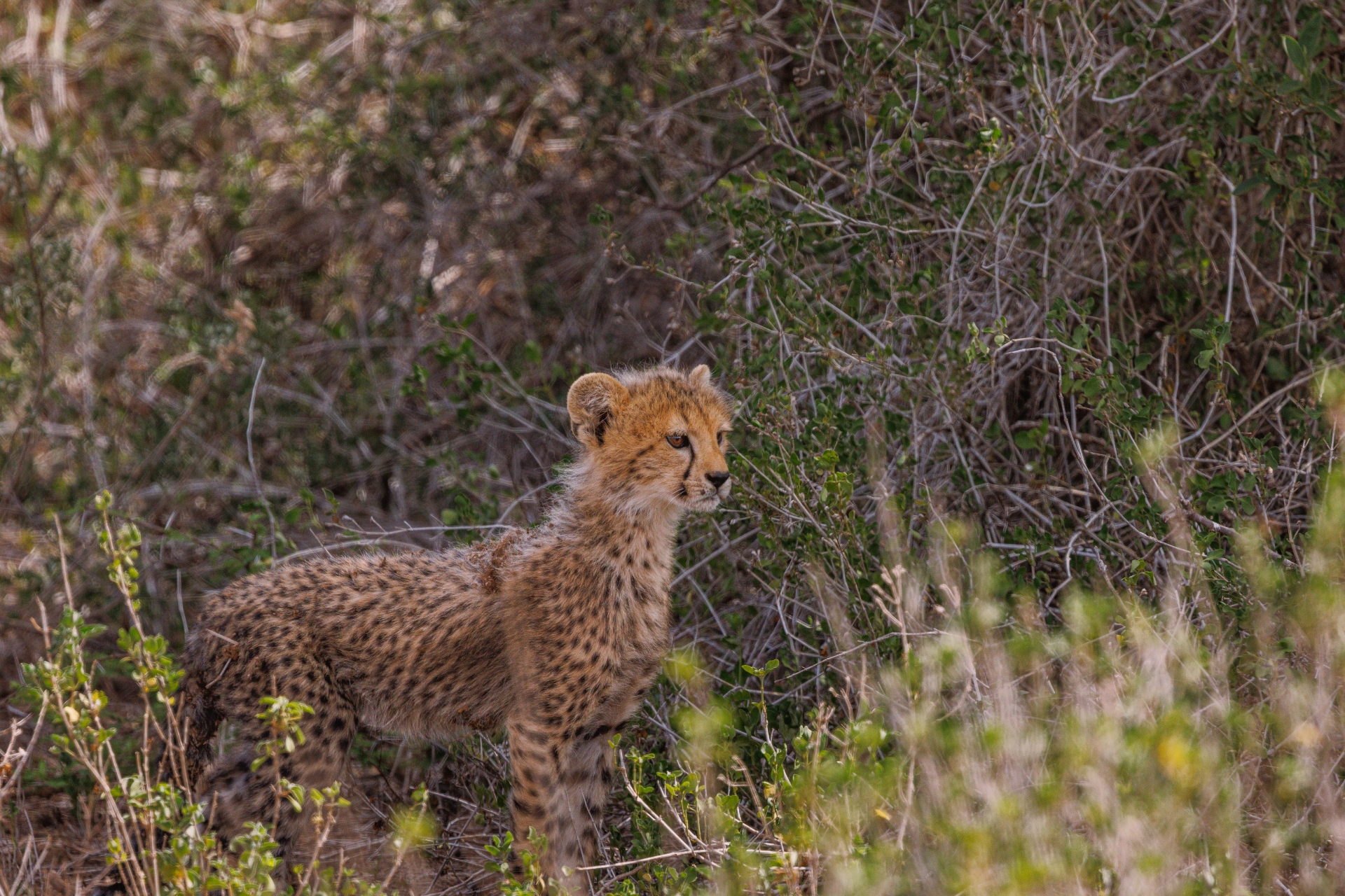 Motonyi's last surviving cub 