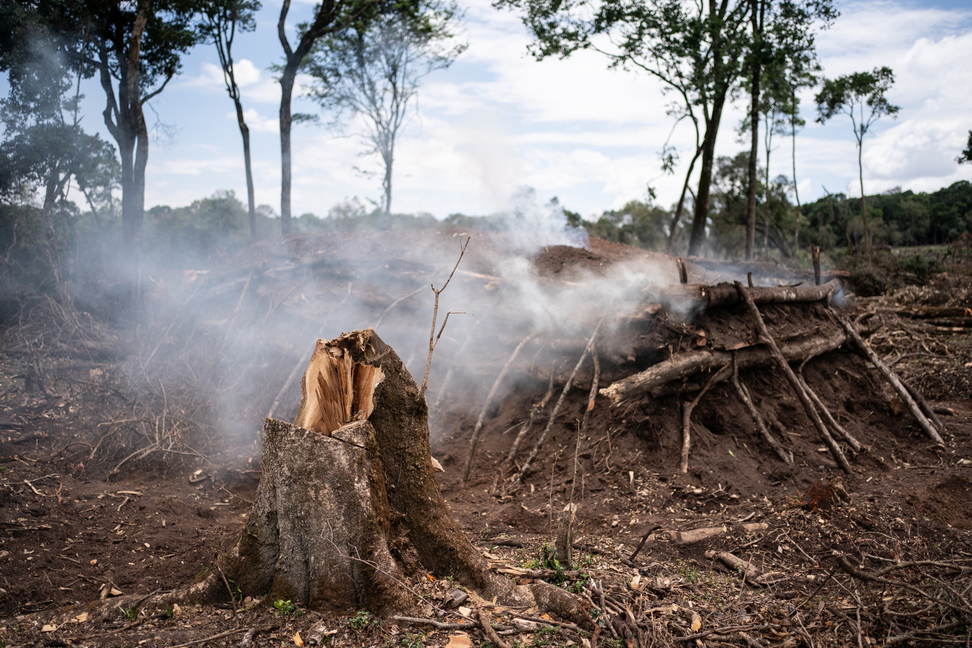 In 25 years, the Nyakweri Forest has lost over 60% of its trees to logging, farming, and charcoal production