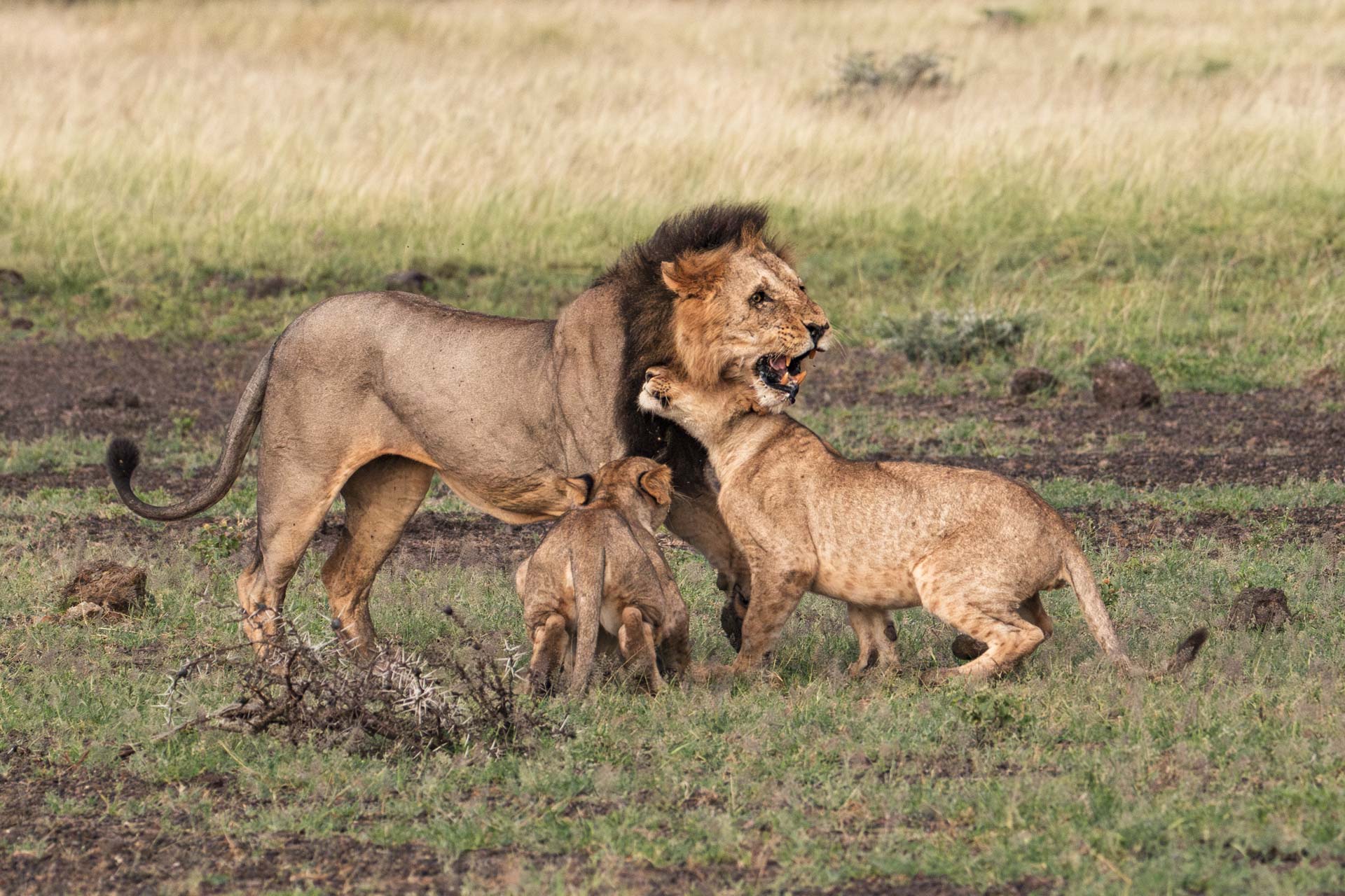F 7.1, 1/2500, ISO 2000 | Head Guide Alice Mantaine