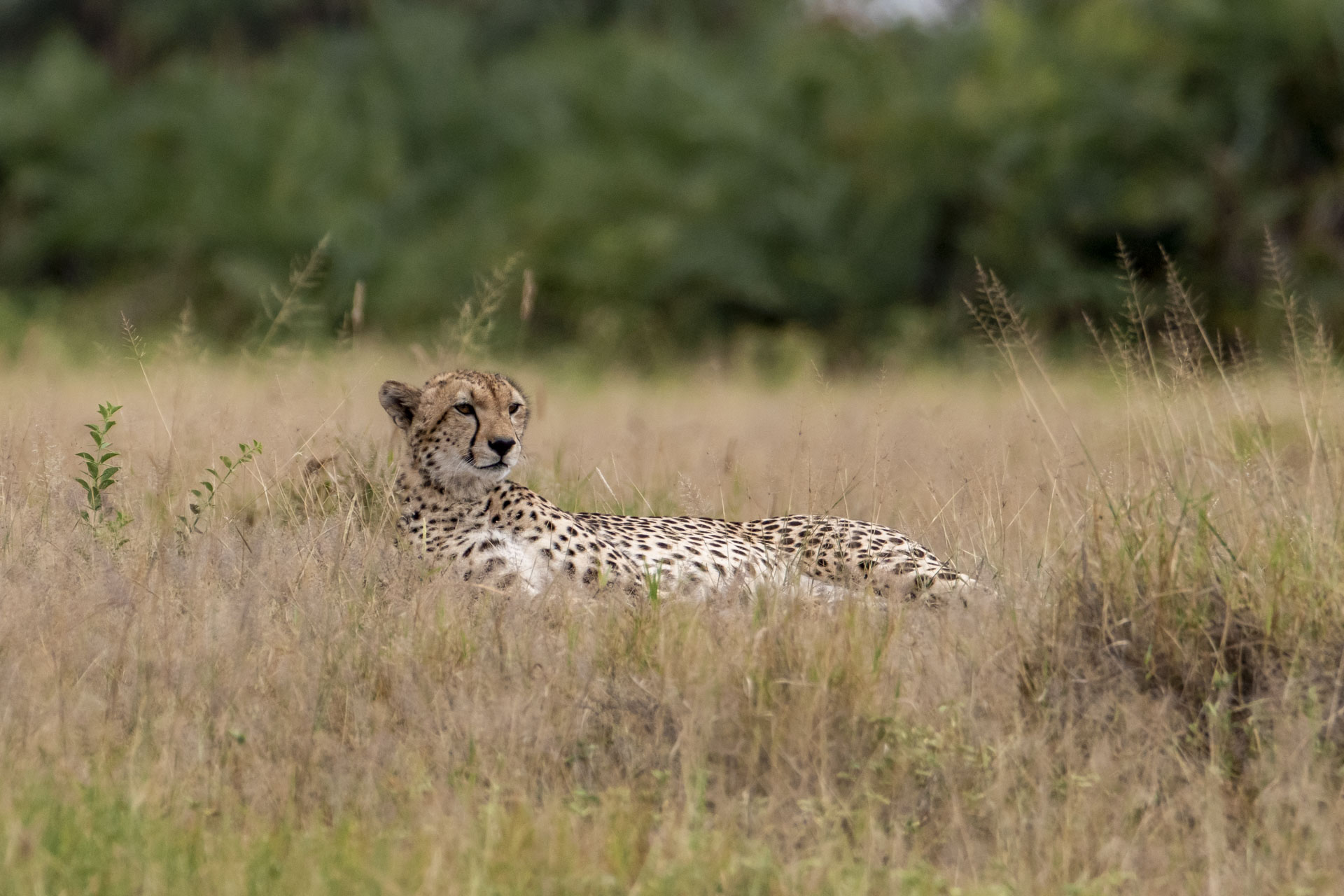 F 6.3, 1/1600, ISO 500 | Guide Alice Mantaine 