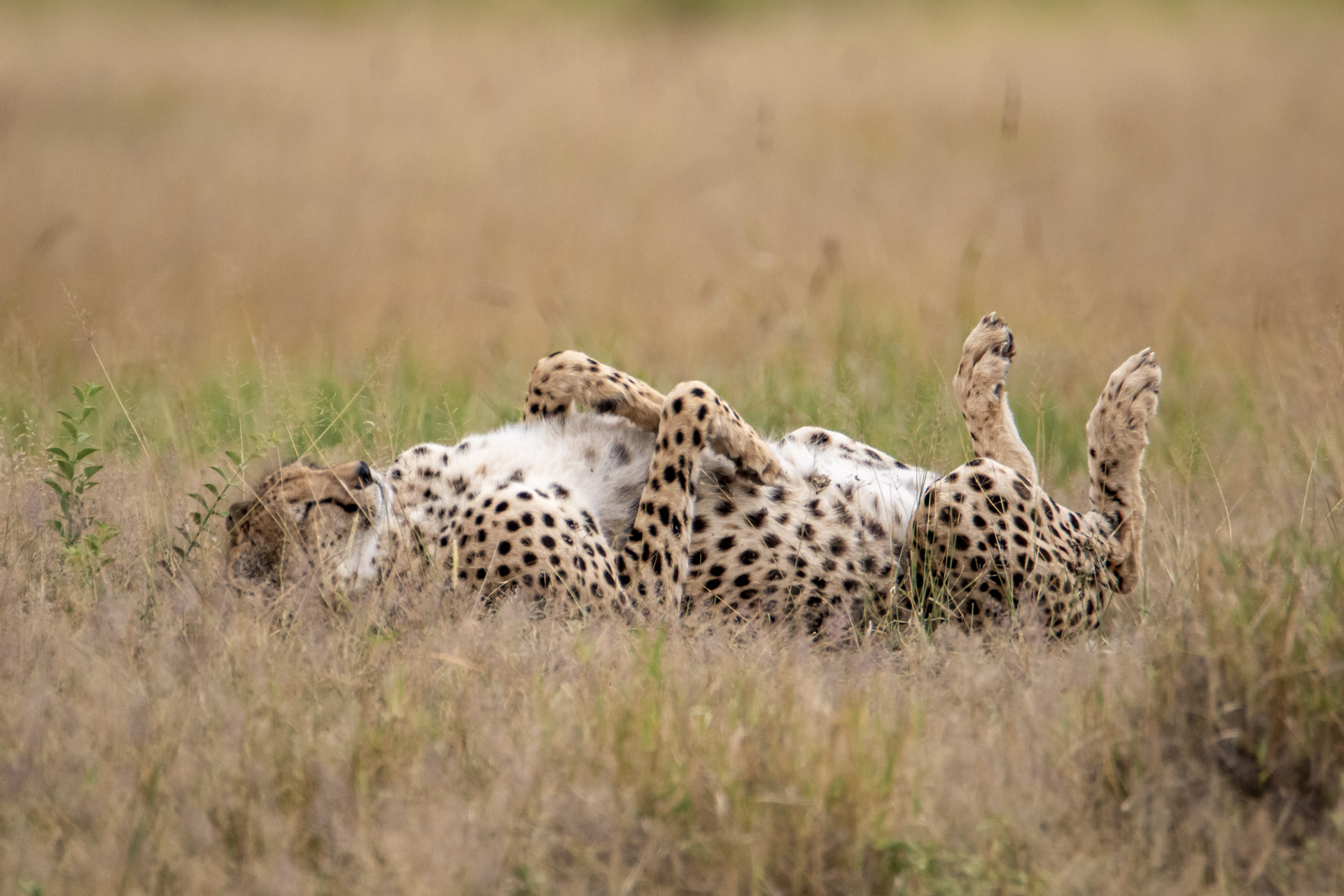 F 6.3, 1/2000, ISO 500 | Guide Alice Mantaine 