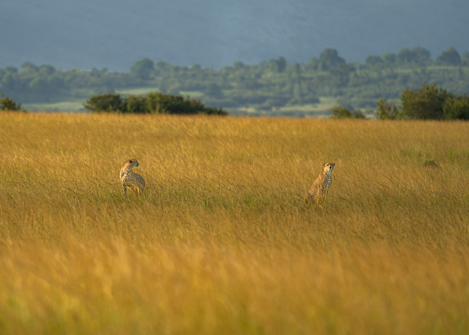 F6.3,1/1000, IS0500 | Arnold Omondi