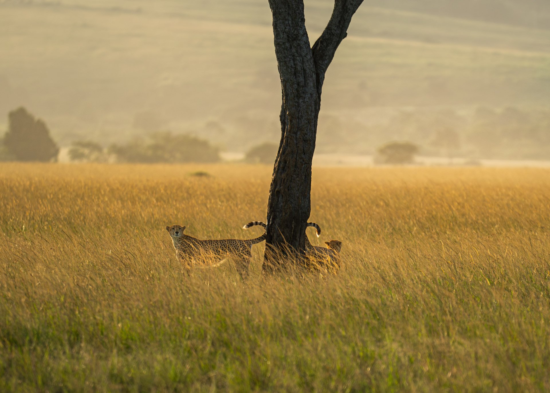F6.3,1/1000, IS0500 | Arnold Omondi