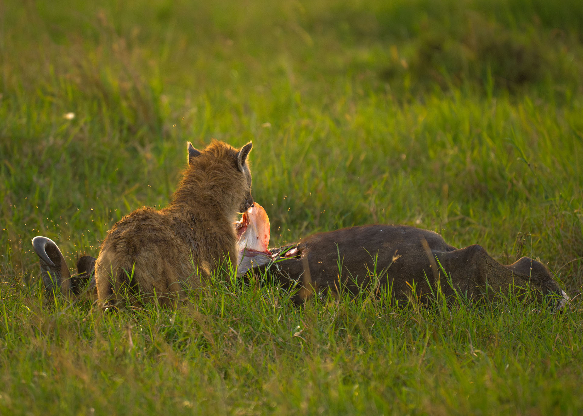 F6.3,1/1000, IS01600 | Arnold Omondi