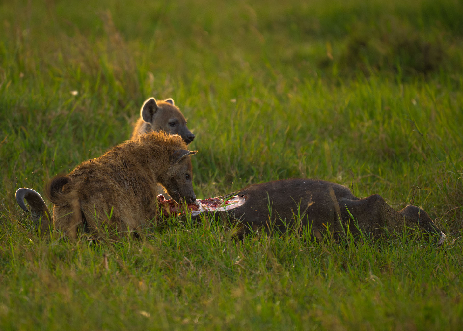 F6.3,1/1000, IS01600 | Arnold Omondi